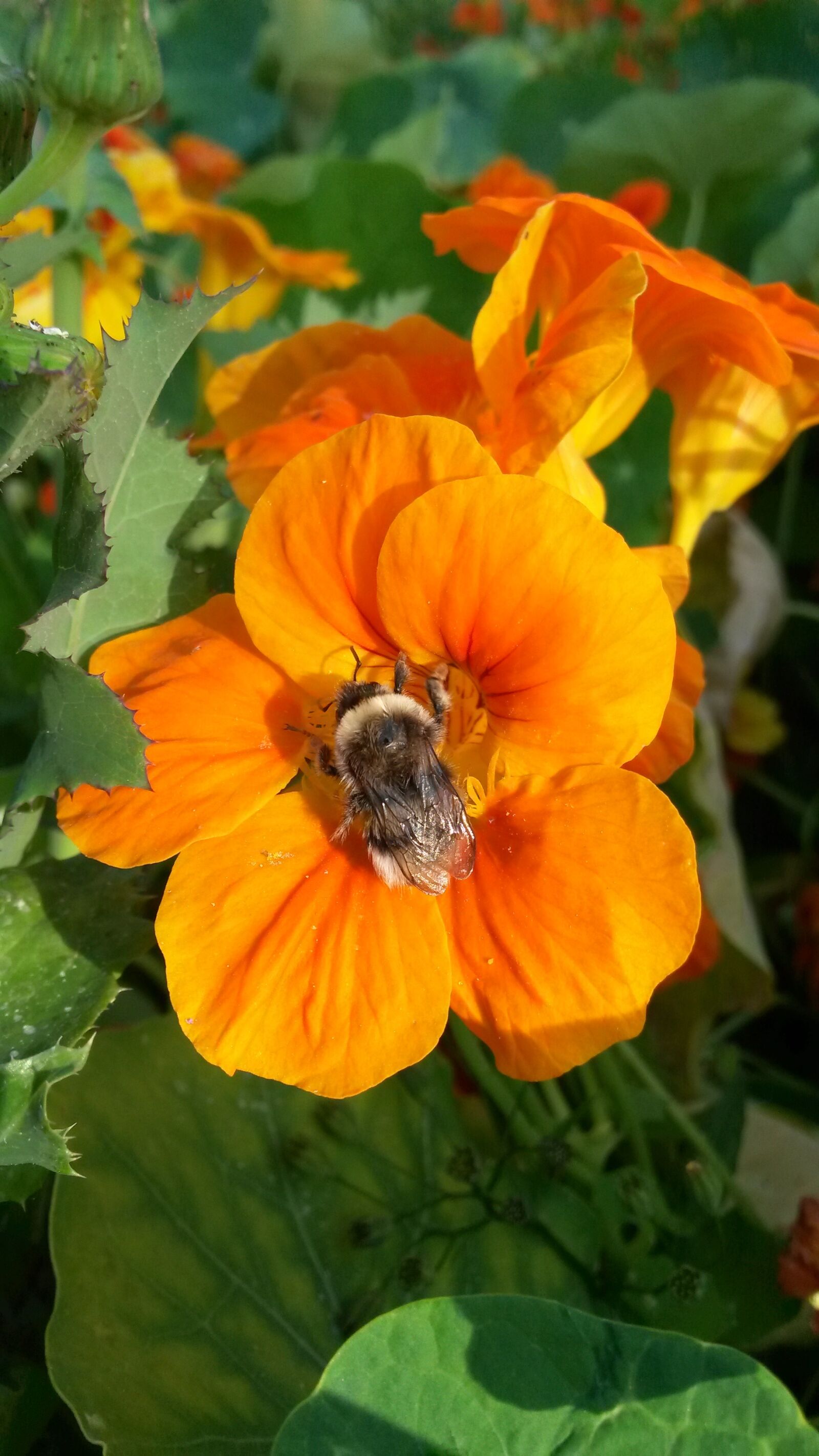 Samsung Galaxy S4 Mini sample photo. Flower, bourdon, bee photography