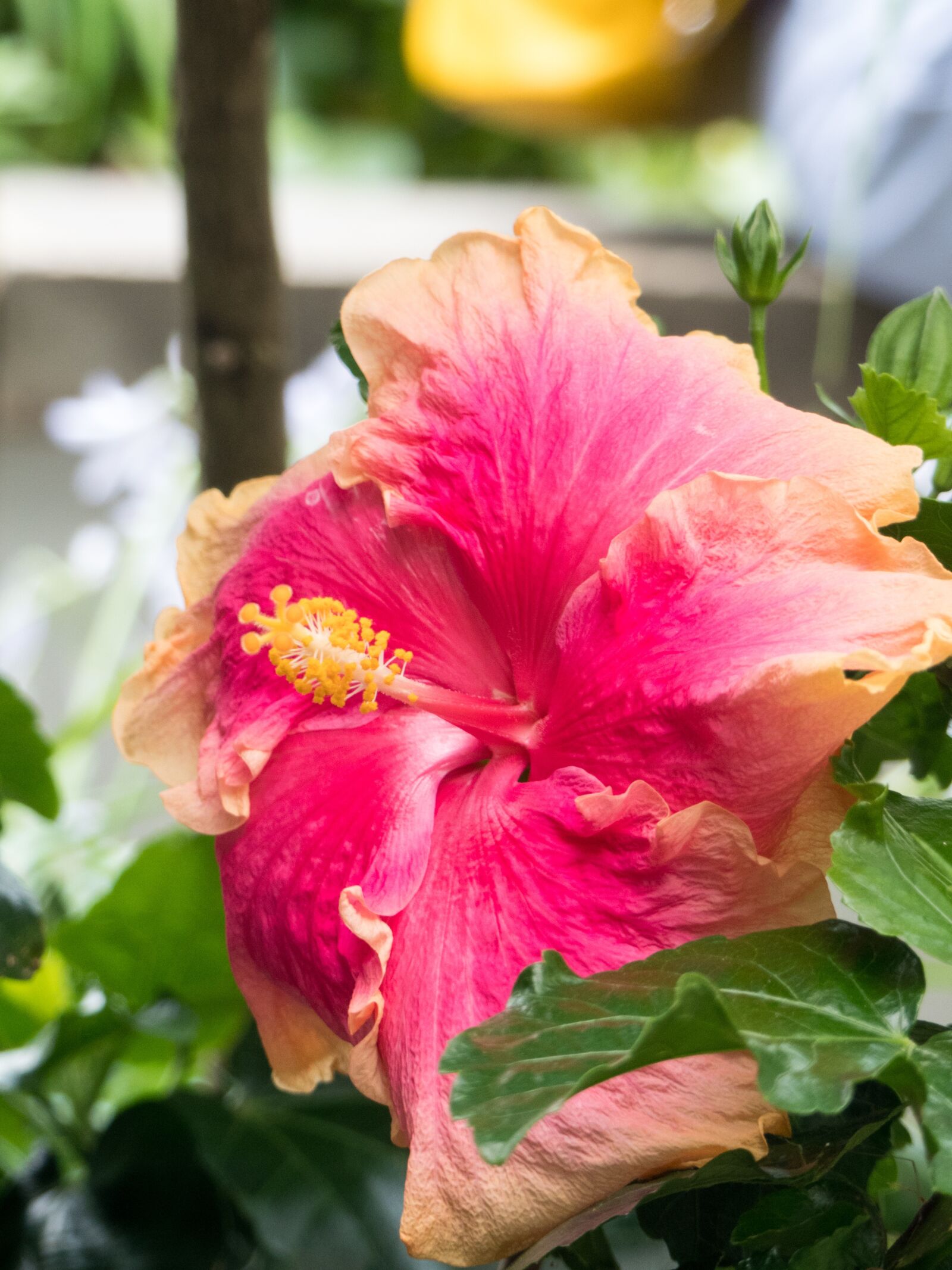 Panasonic Lumix DMC-FZ300 sample photo. Hibiscus, blossom, bloom photography