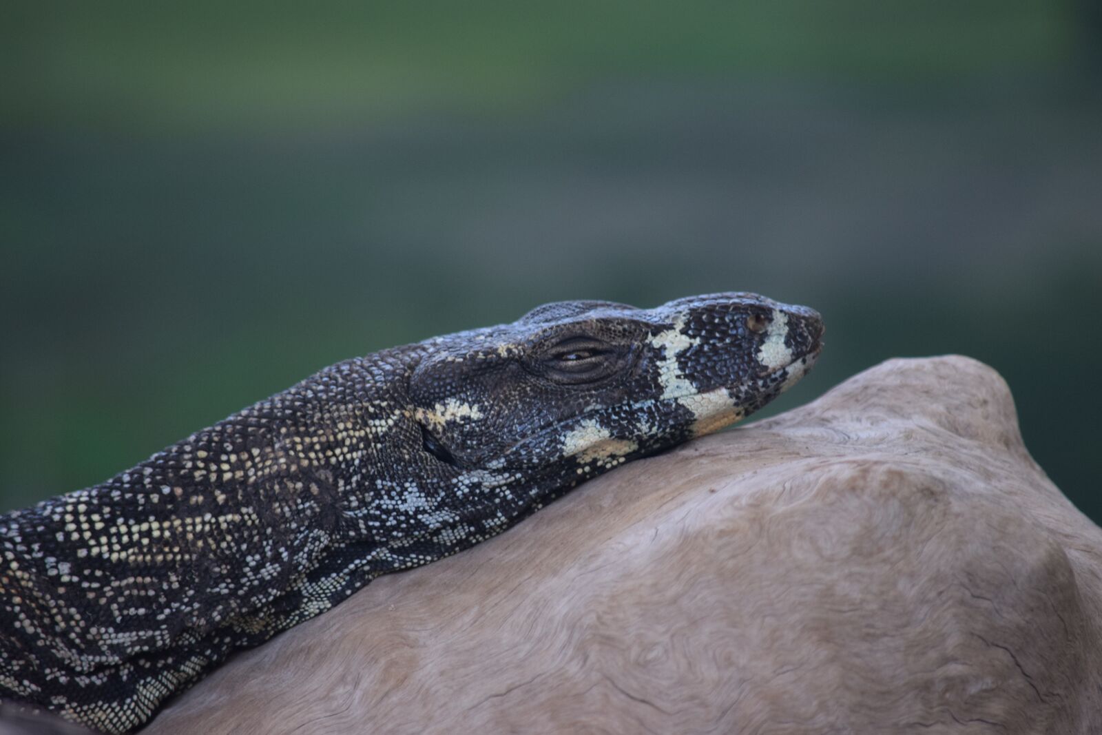 Nikon D5300 sample photo. Lizard, animal, goanna photography