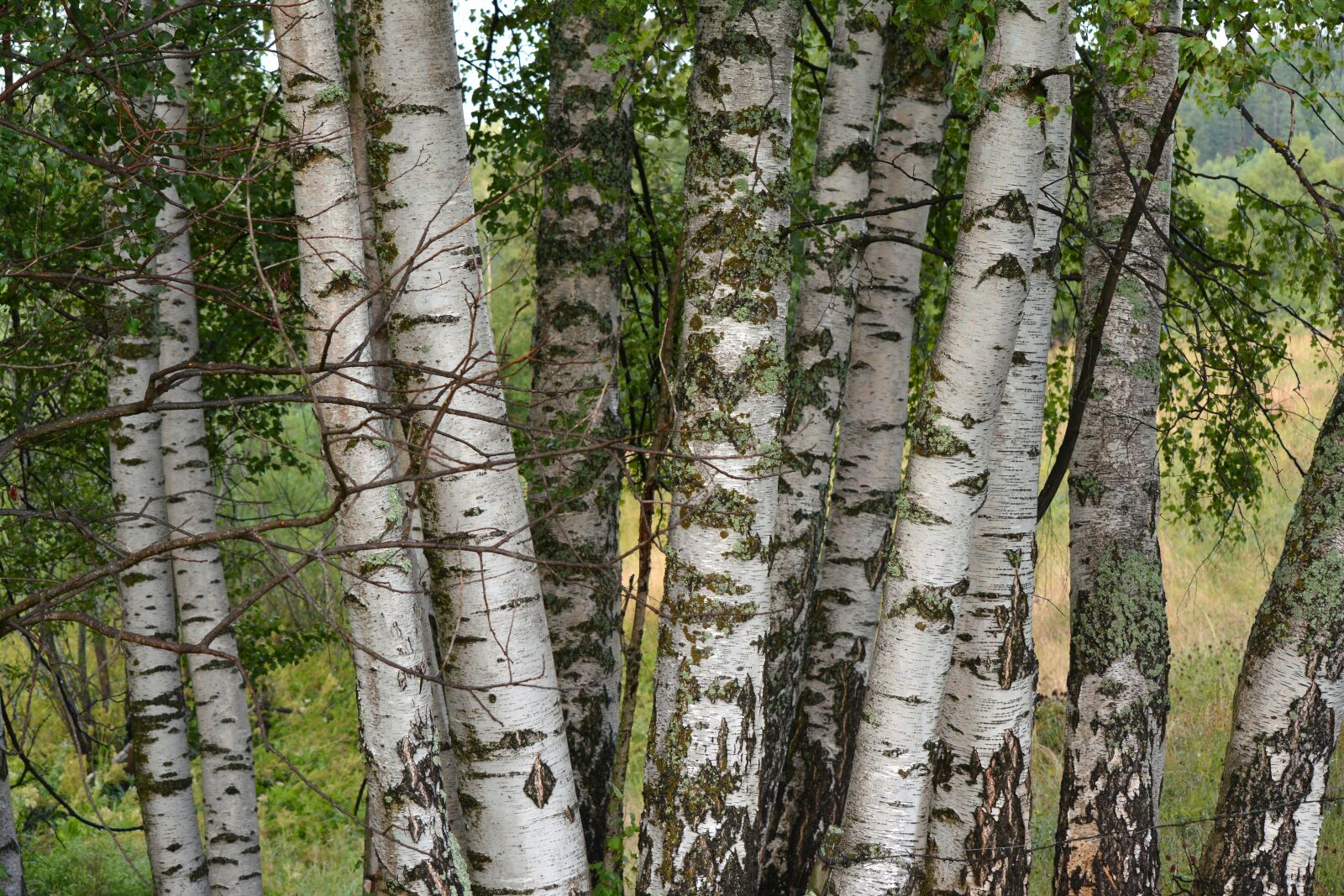 Nikon D5200 sample photo. Birch tree, tree, bosk photography
