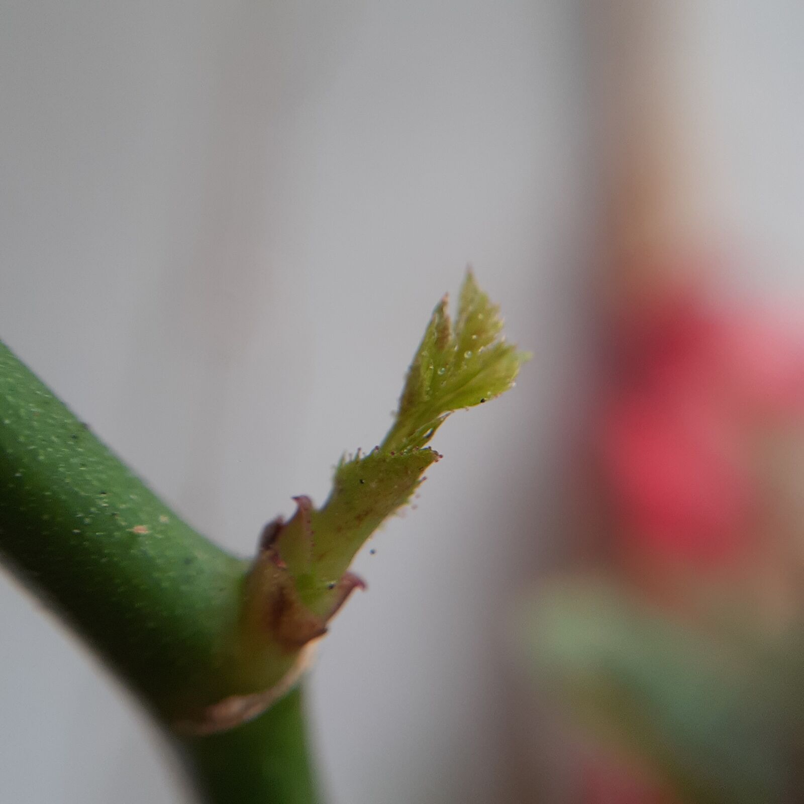 Samsung Galaxy A20 sample photo. Macro, nature, flowers photography