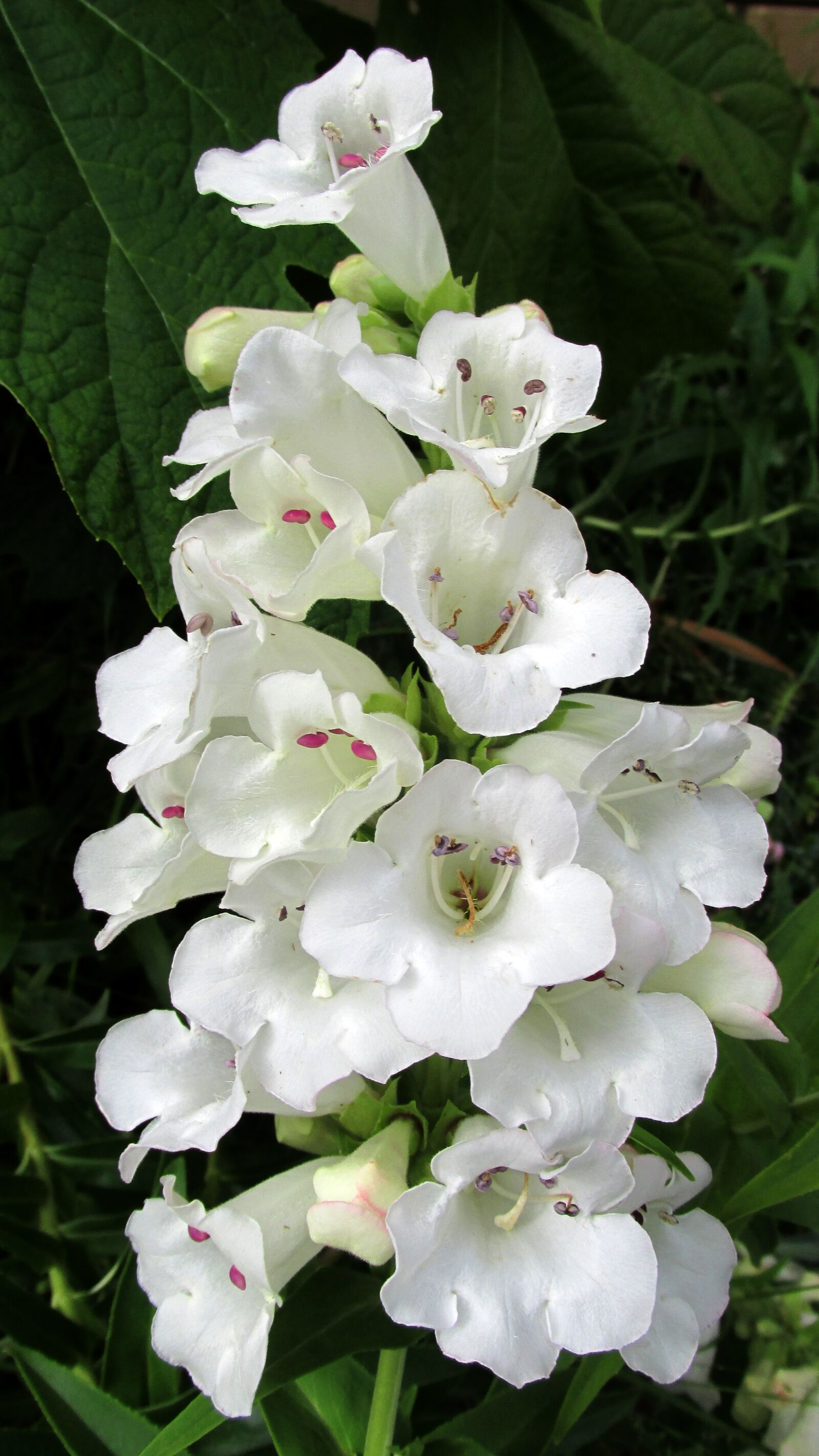 Canon PowerShot SX170 IS sample photo. Flower, stem, white photography