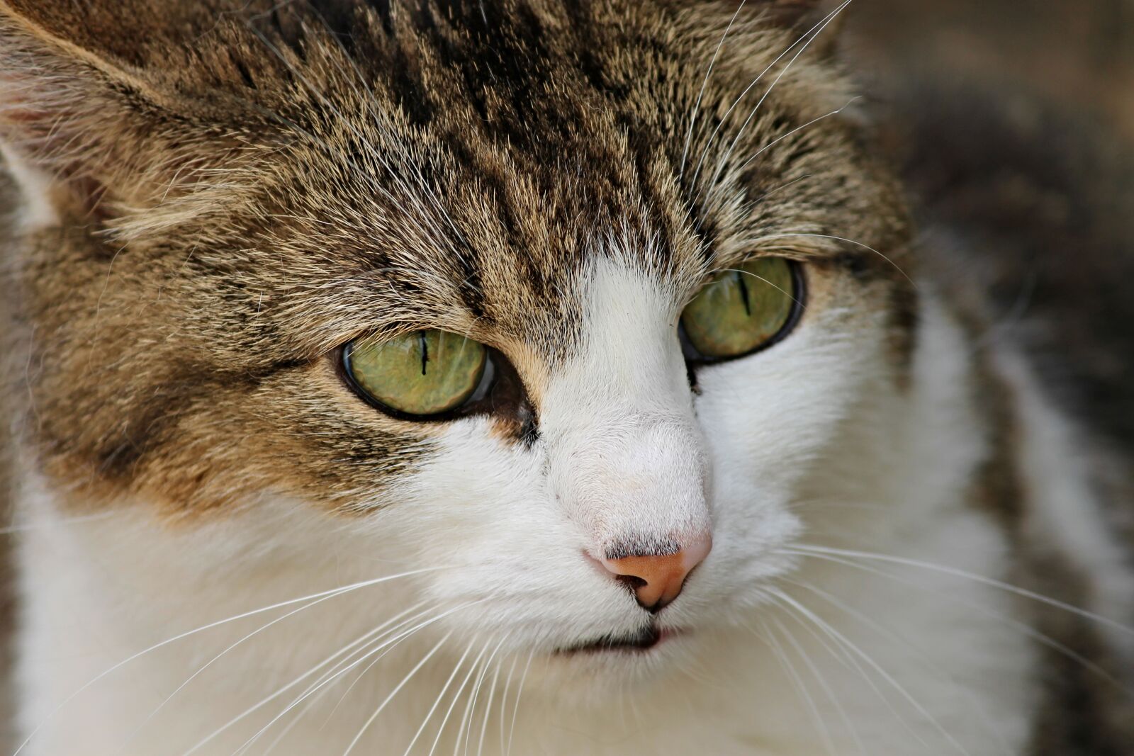 Canon EOS 1100D (EOS Rebel T3 / EOS Kiss X50) sample photo. Cat, domestic cat, kitten photography