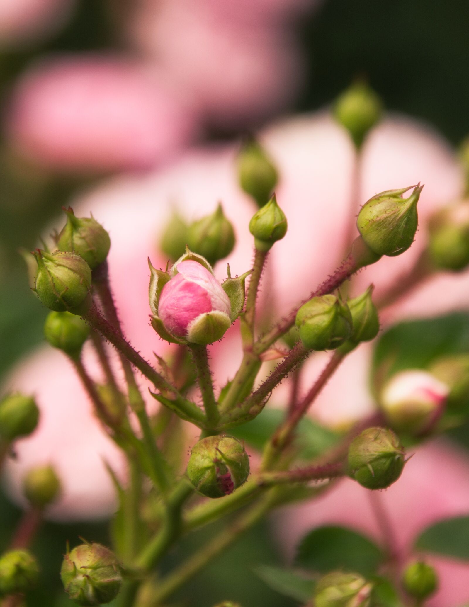 Canon EOS 200D (EOS Rebel SL2 / EOS Kiss X9) sample photo. Roses, rosebud, pink photography