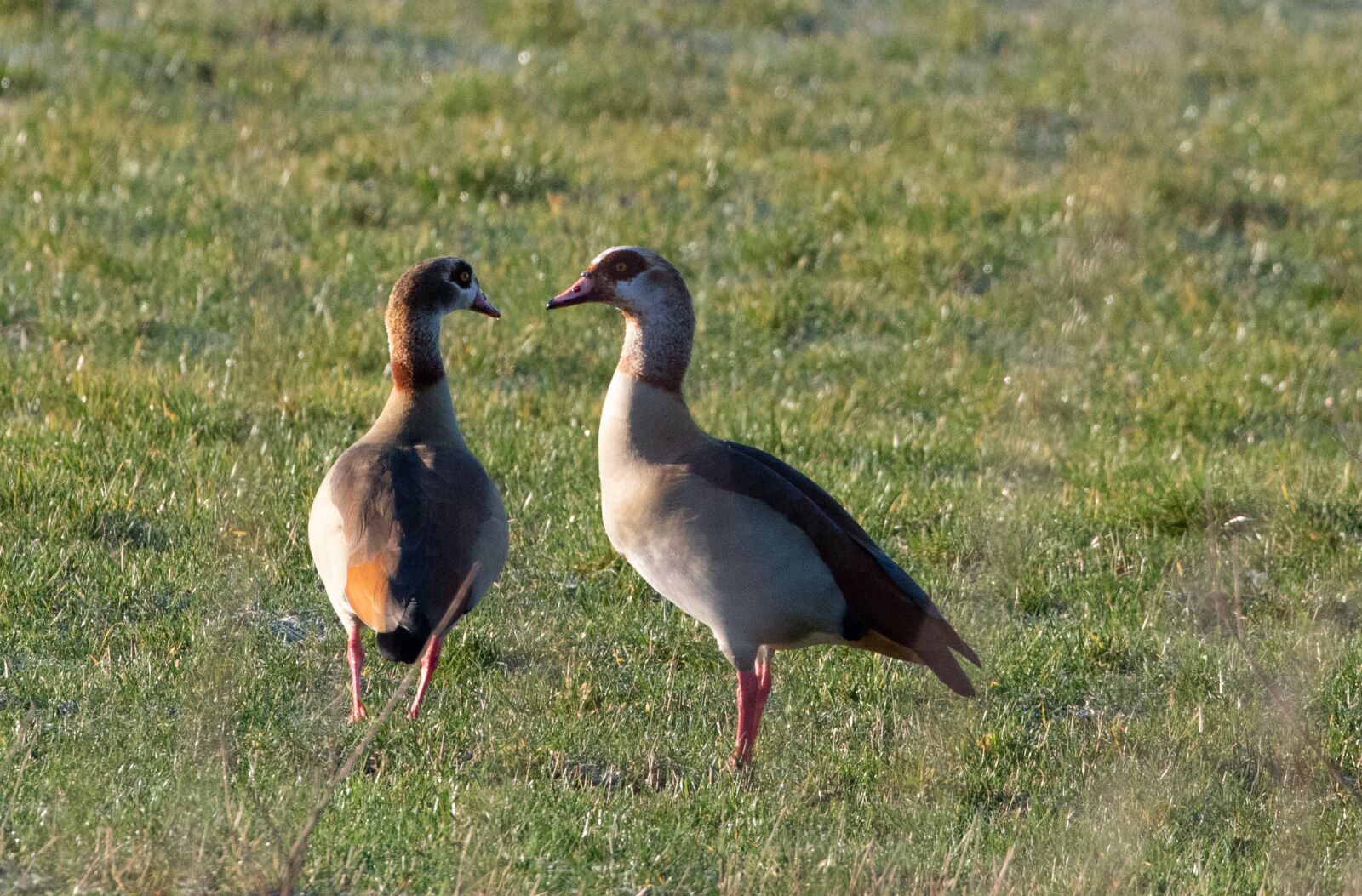 Canon EOS 7D Mark II sample photo. Egyptian geese, geese, feeding photography