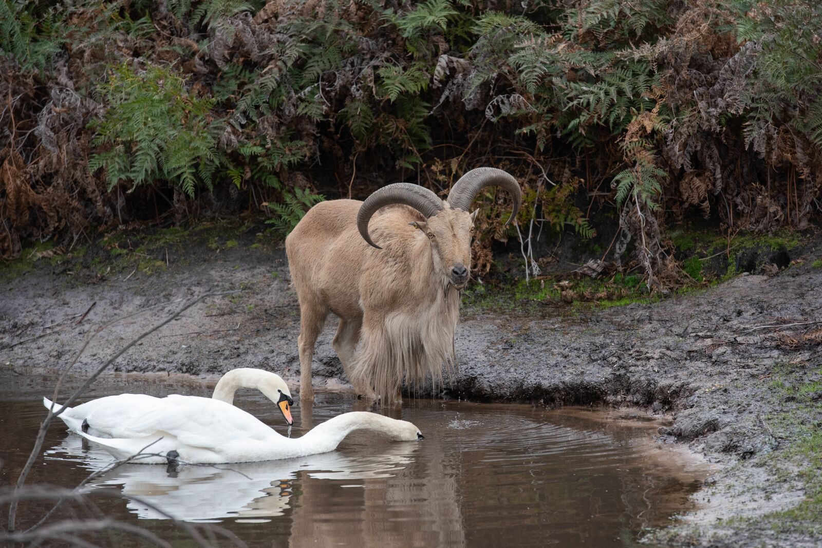 Nikon D750 sample photo. Barbary sheep, mammal, animal photography