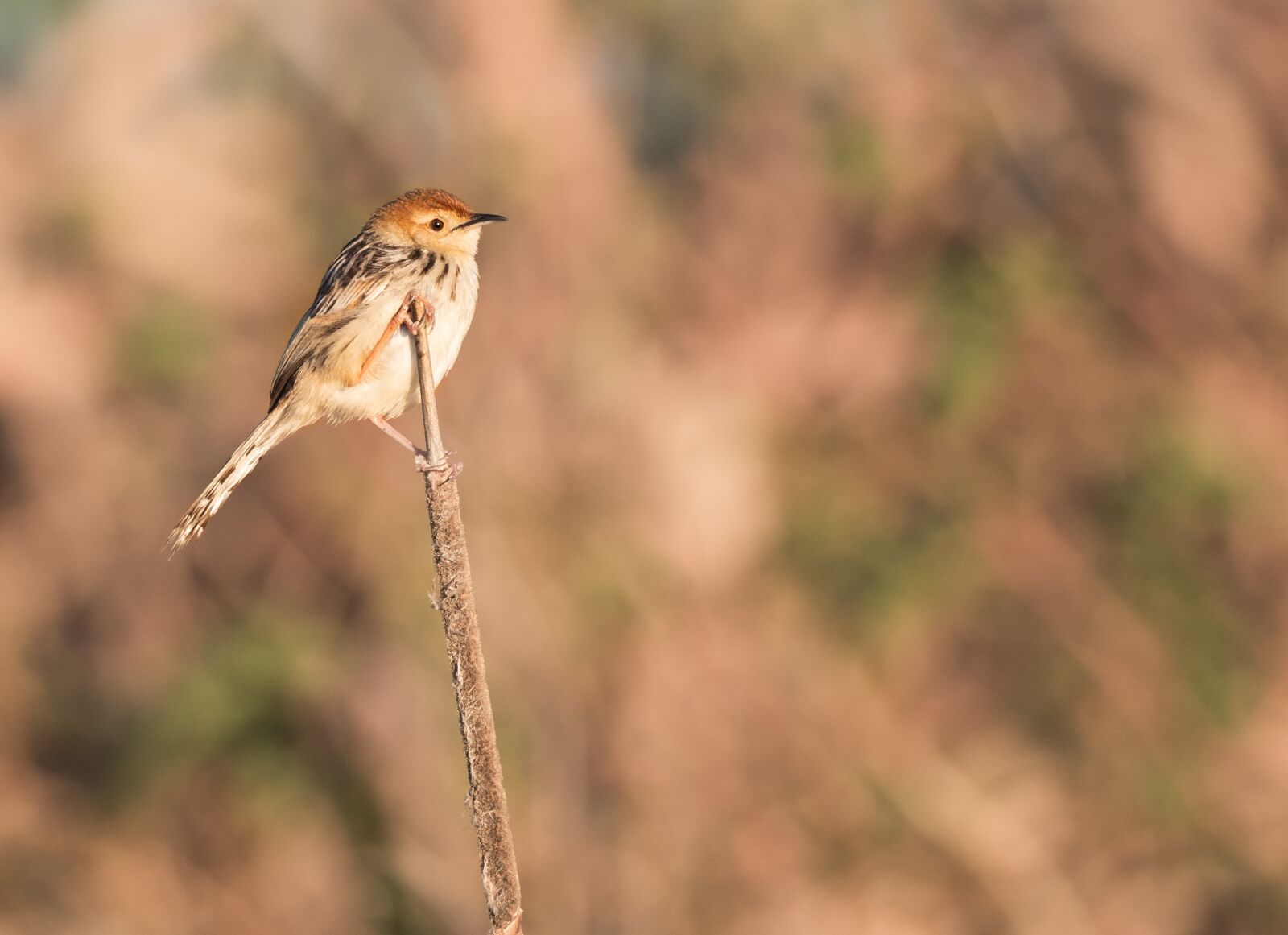 M.300mm F4.0 + MC-14 sample photo. Lesser swamp warbler, warbler photography