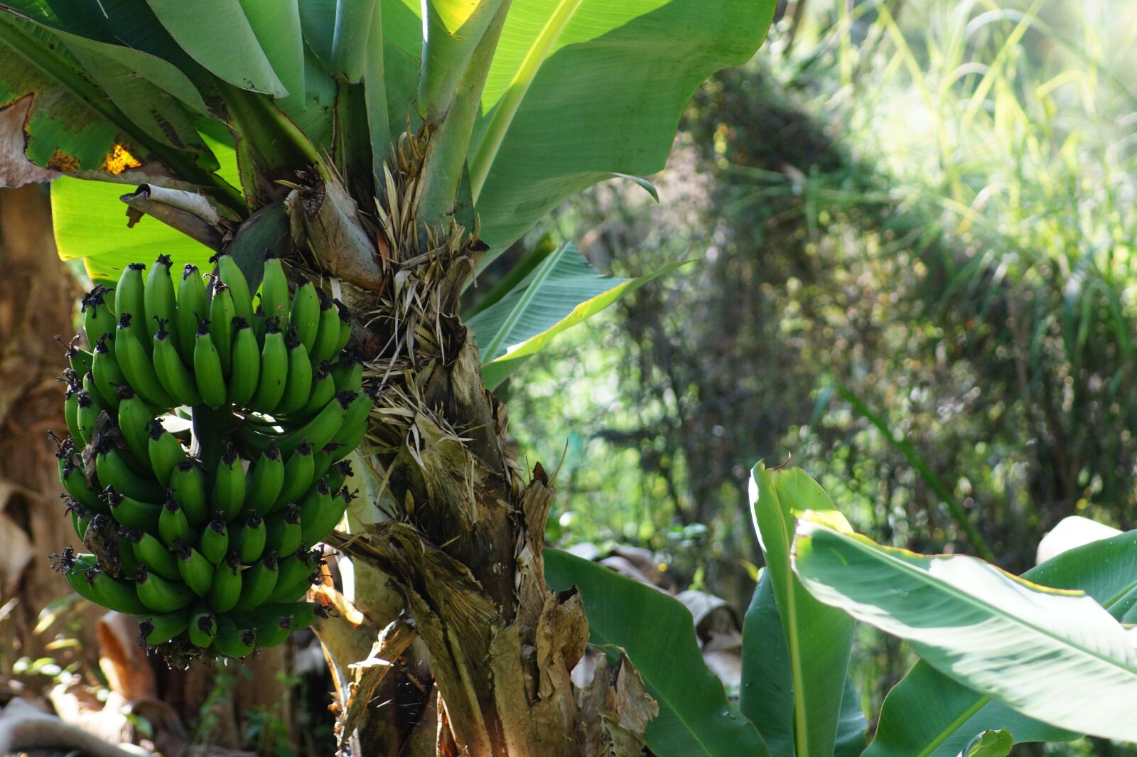 Sony SLT-A58 sample photo. Banana, plantain, tree platano photography