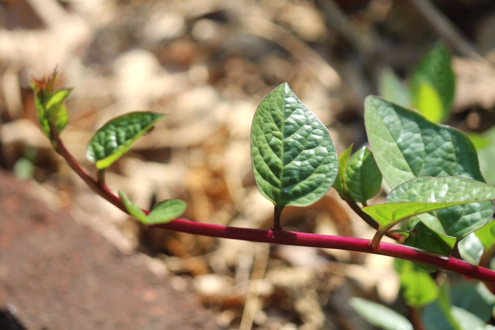 Canon EOS 600D (Rebel EOS T3i / EOS Kiss X5) sample photo. Leaf, branch, plant, growth photography