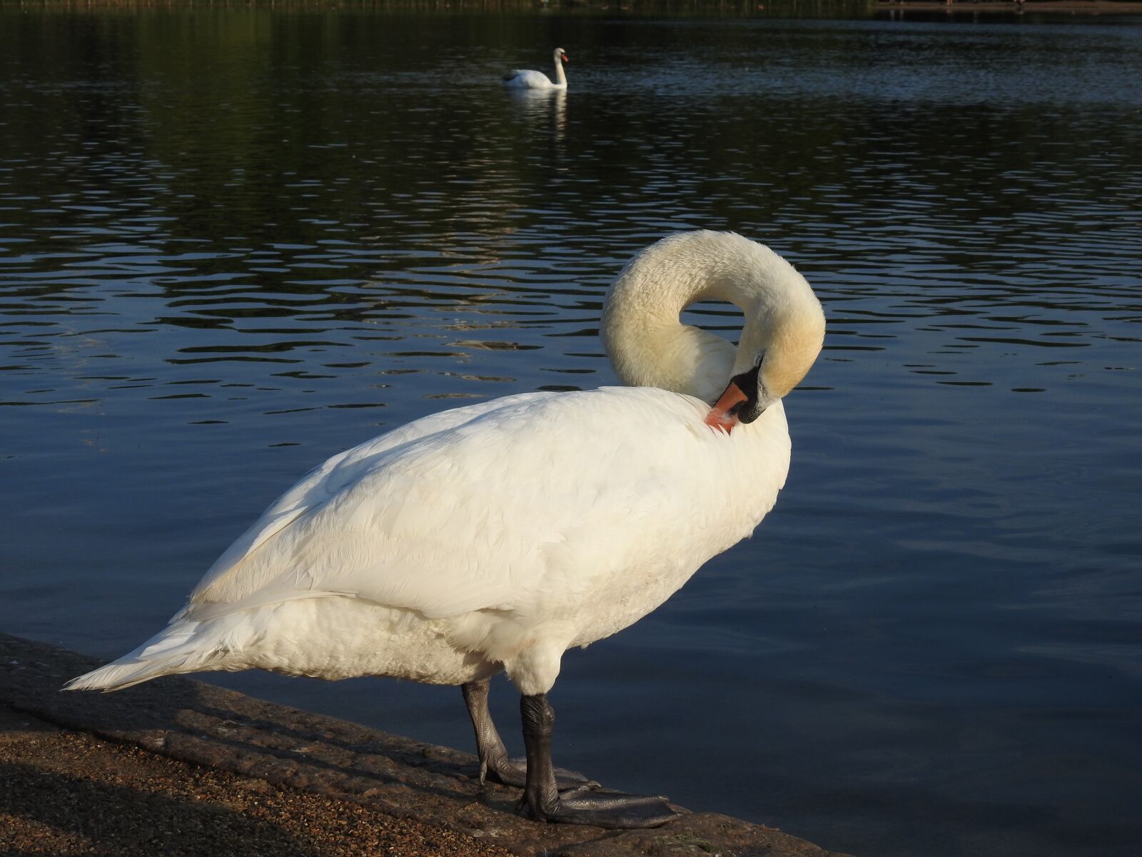 Nikon Coolpix P900 sample photo. Swan, white, nature photography