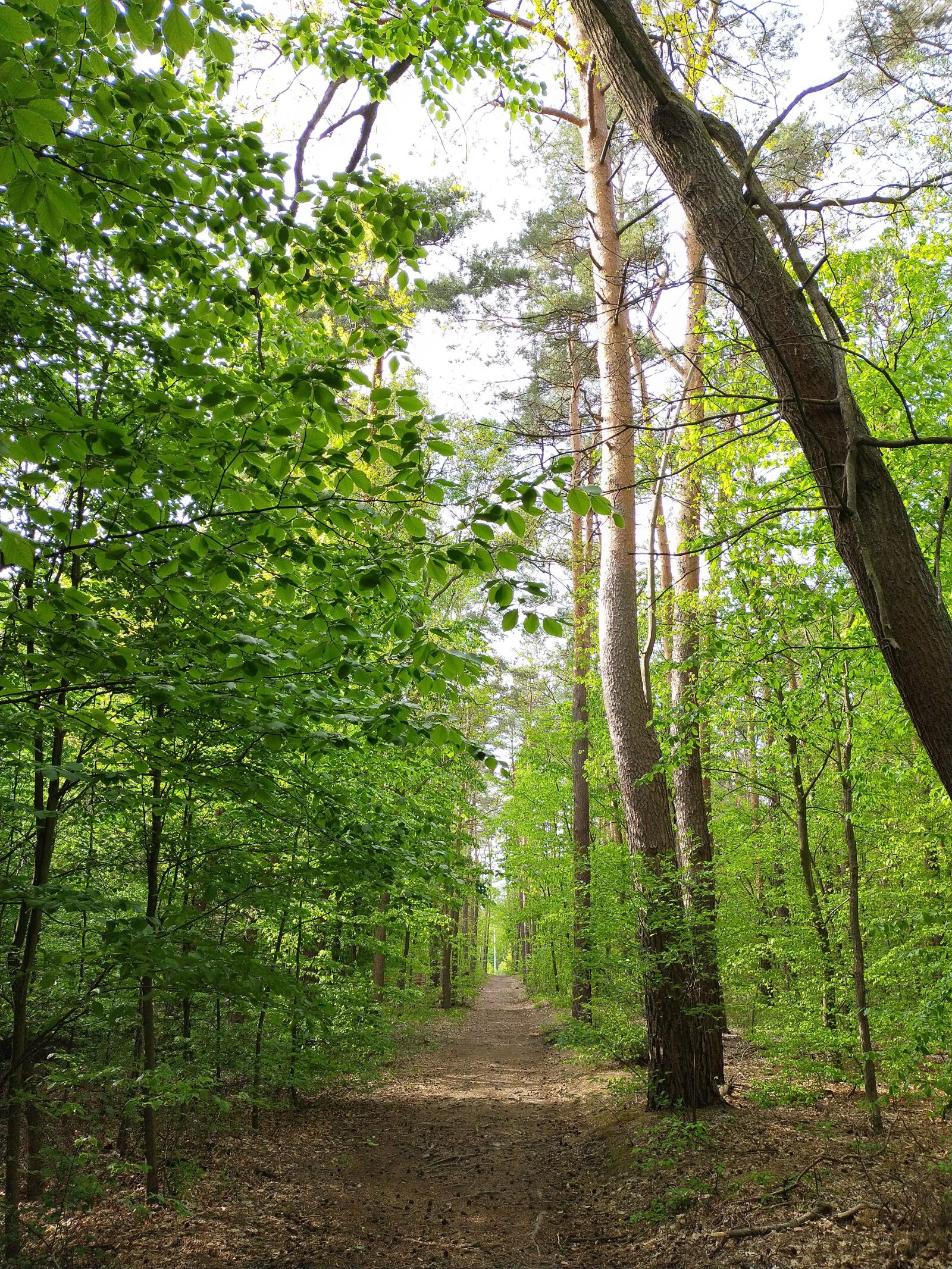 OPPO A9 2020 sample photo. Forest, spring, tree photography