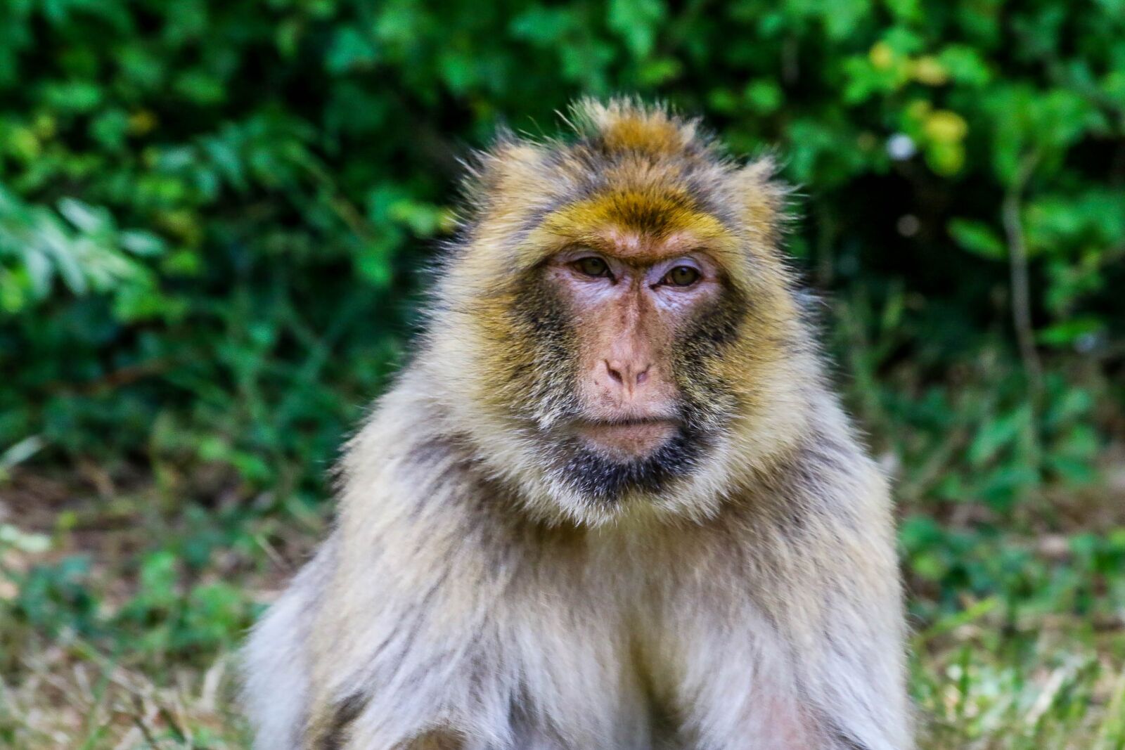 Canon EOS 70D sample photo. Monkey, primate, animal photography