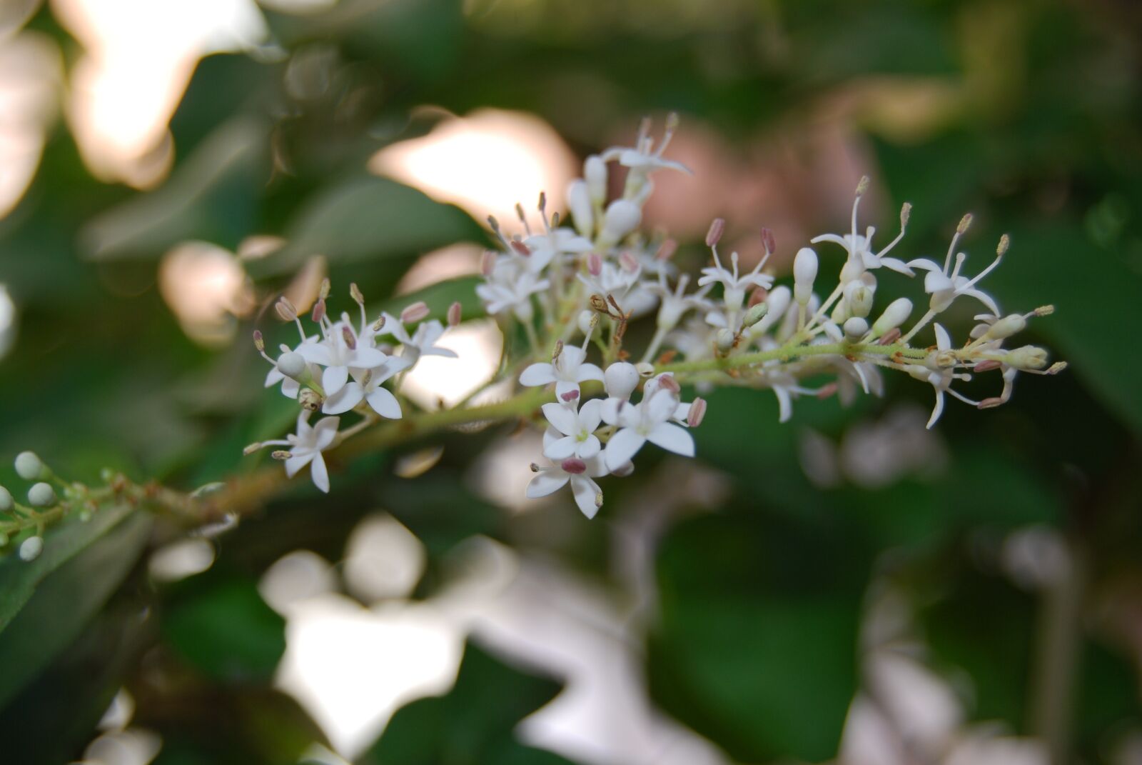 Nikon D40X sample photo. Ligustrum japonicum, privet, flower photography