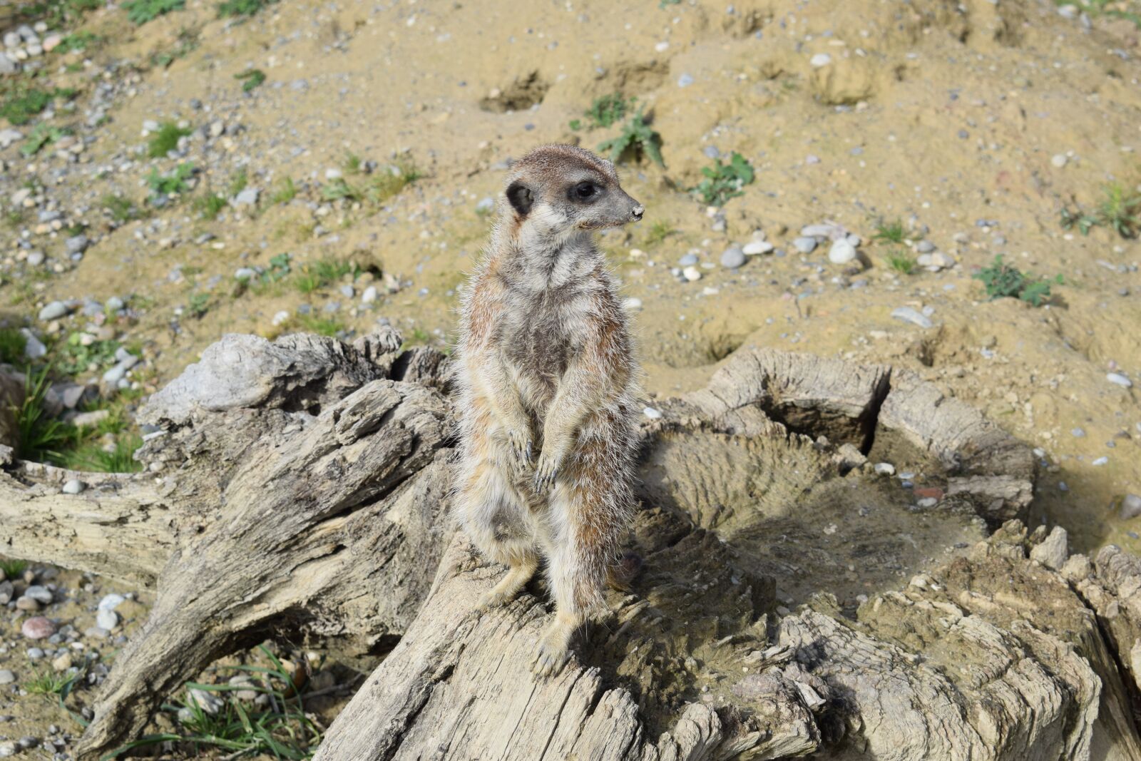 Nikon D5300 sample photo. Meerkat, animal, wild photography
