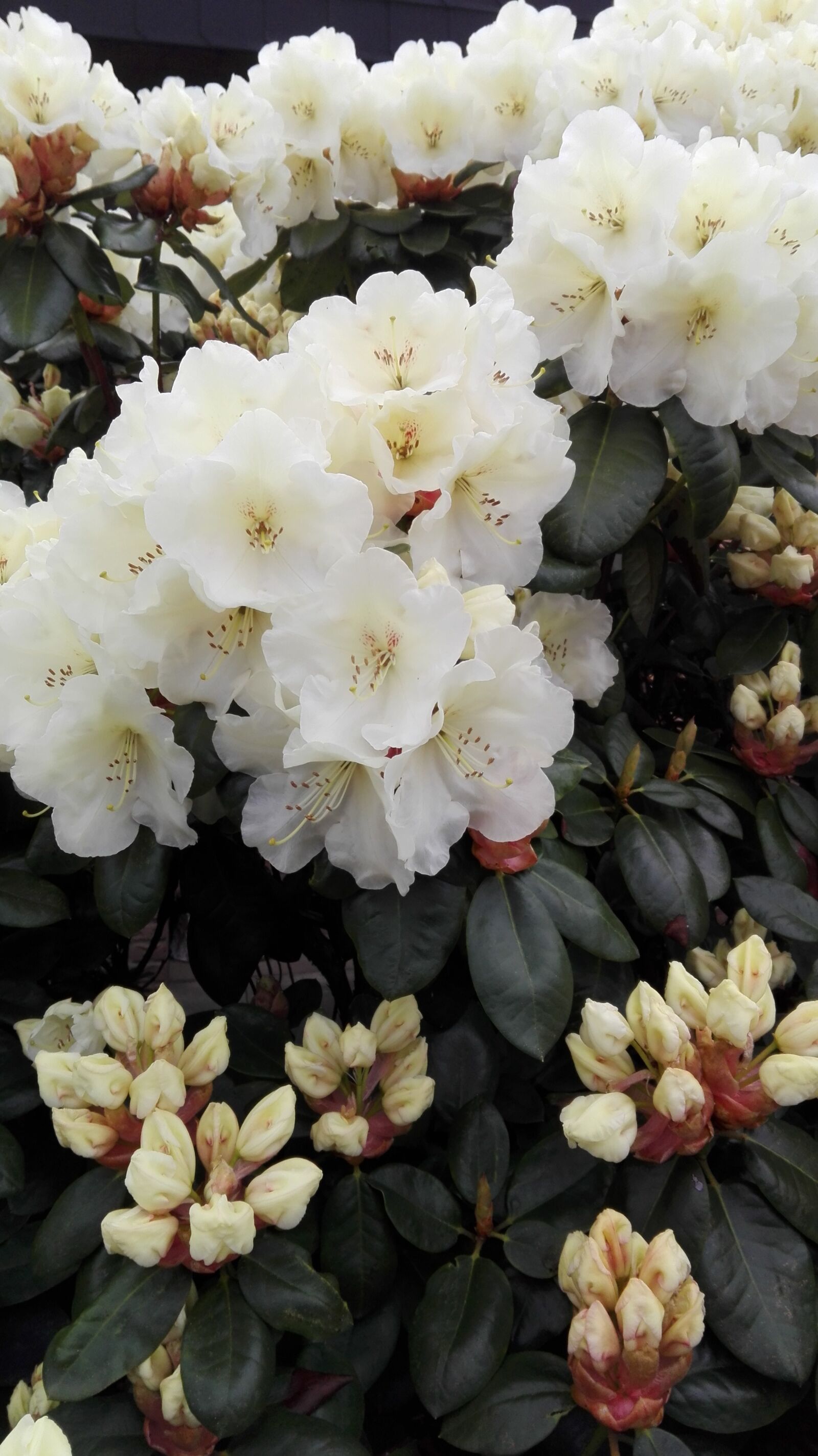 HUAWEI P8 Lite sample photo. Garden, spring, white flower photography