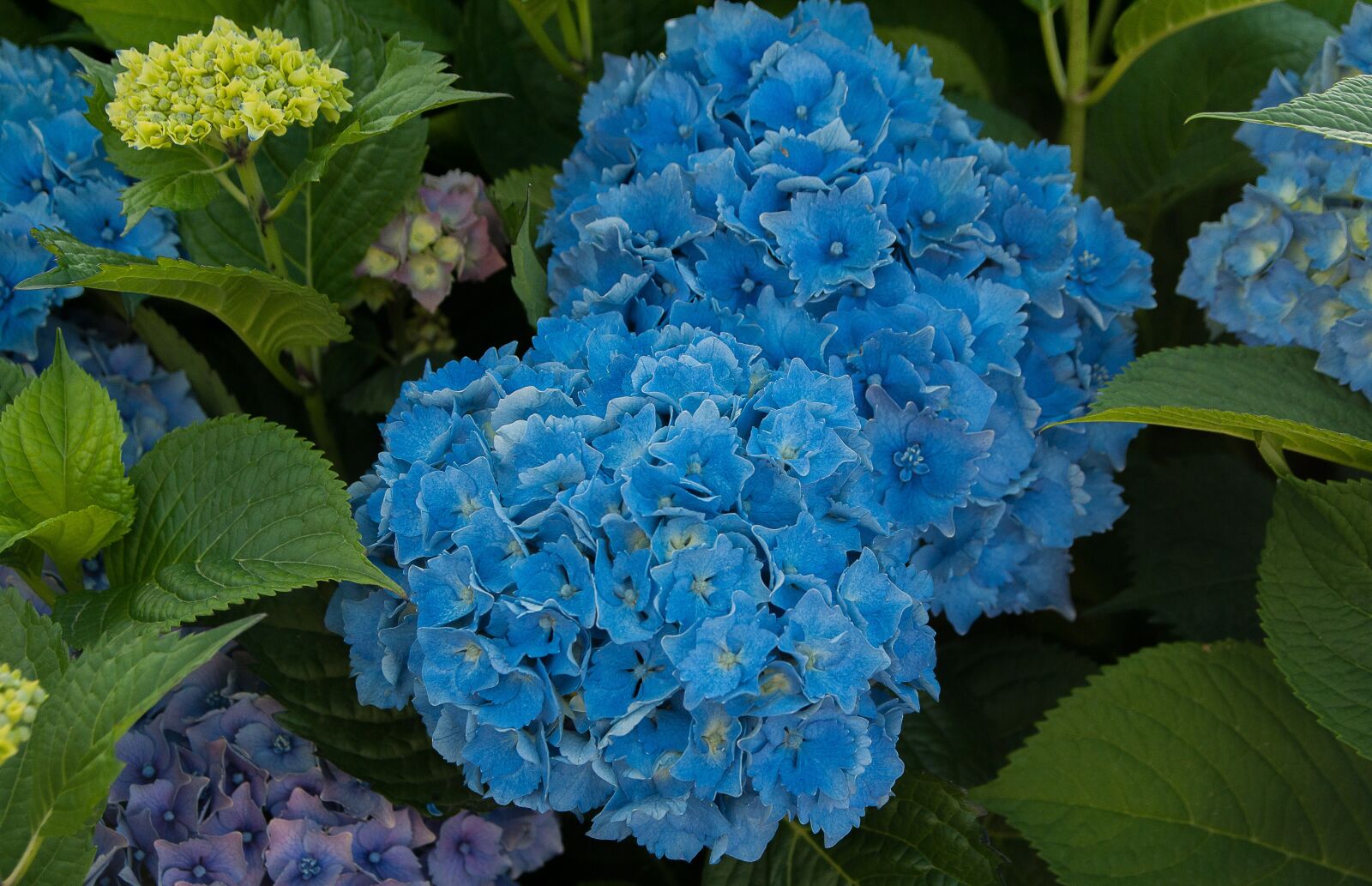 Pentax K10D sample photo. Flowers, hydrangeas, garden photography