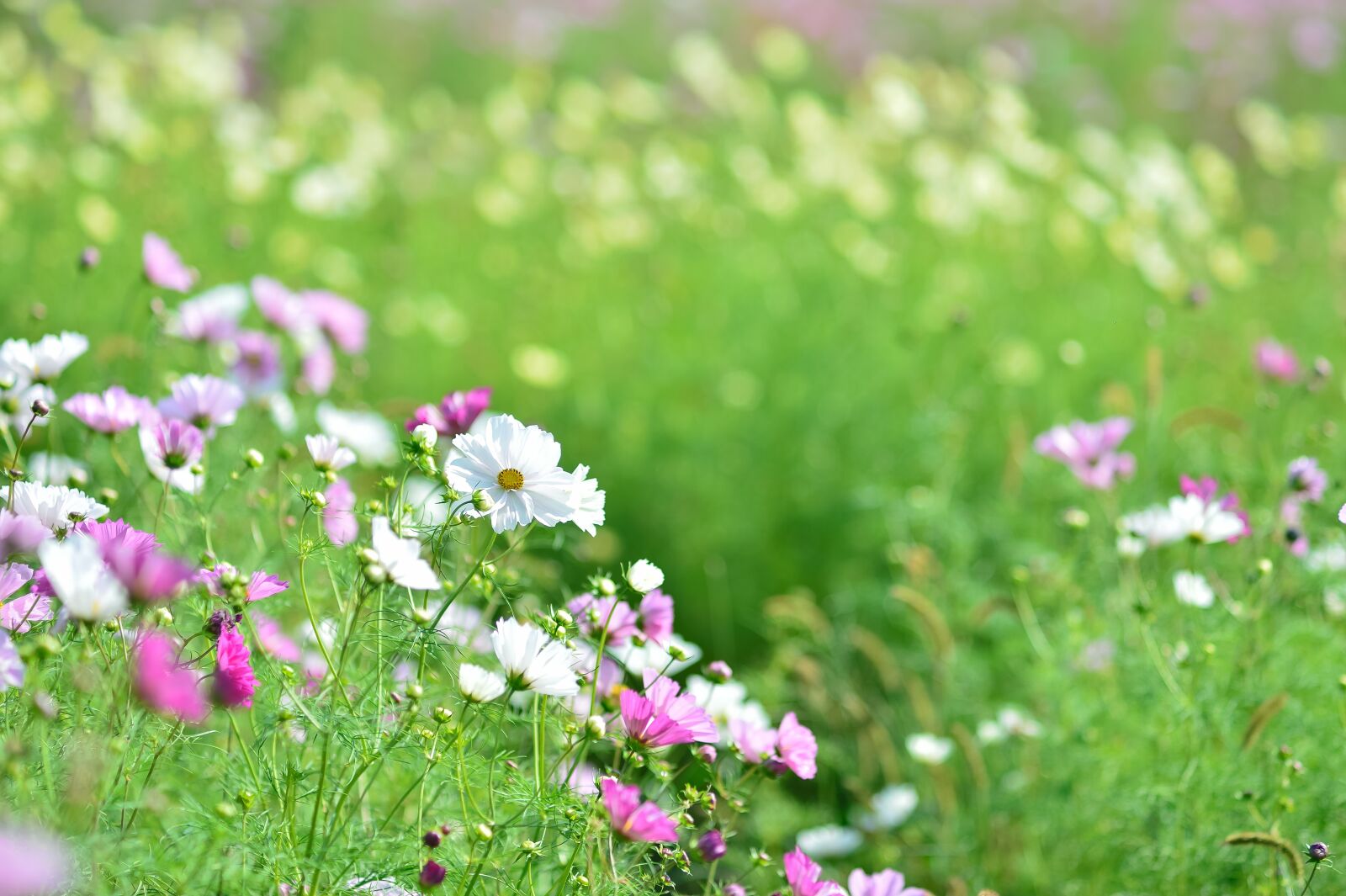 Nikon Df sample photo. Landscape, plant, flowers photography