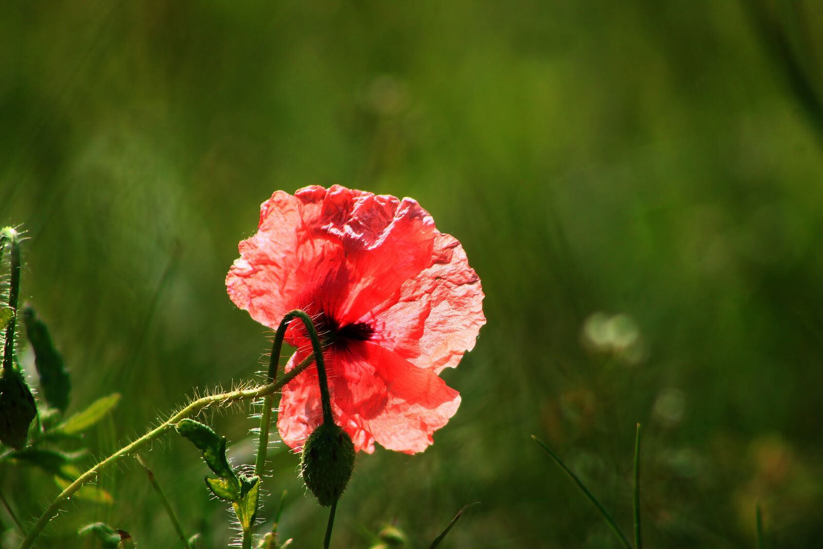 Canon EF75-300mm f/4-5.6 sample photo. Nature, plants, poppies photography