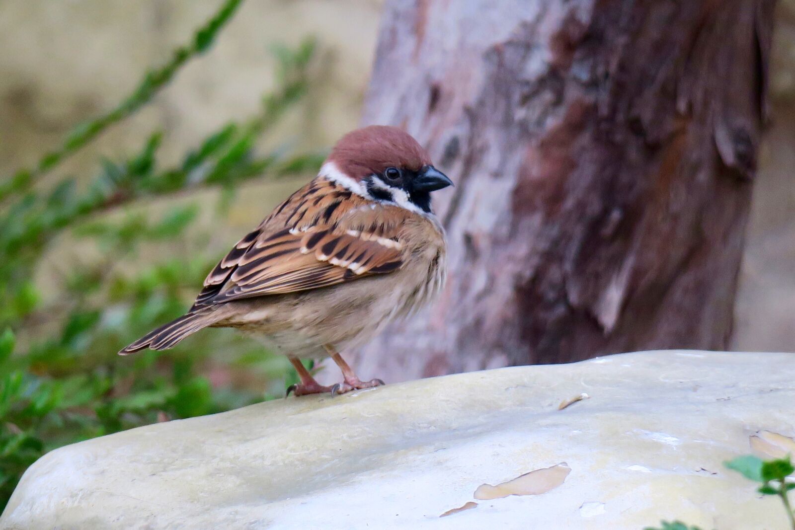 Canon PowerShot G3 X sample photo. Nature, bird, wildlife photography
