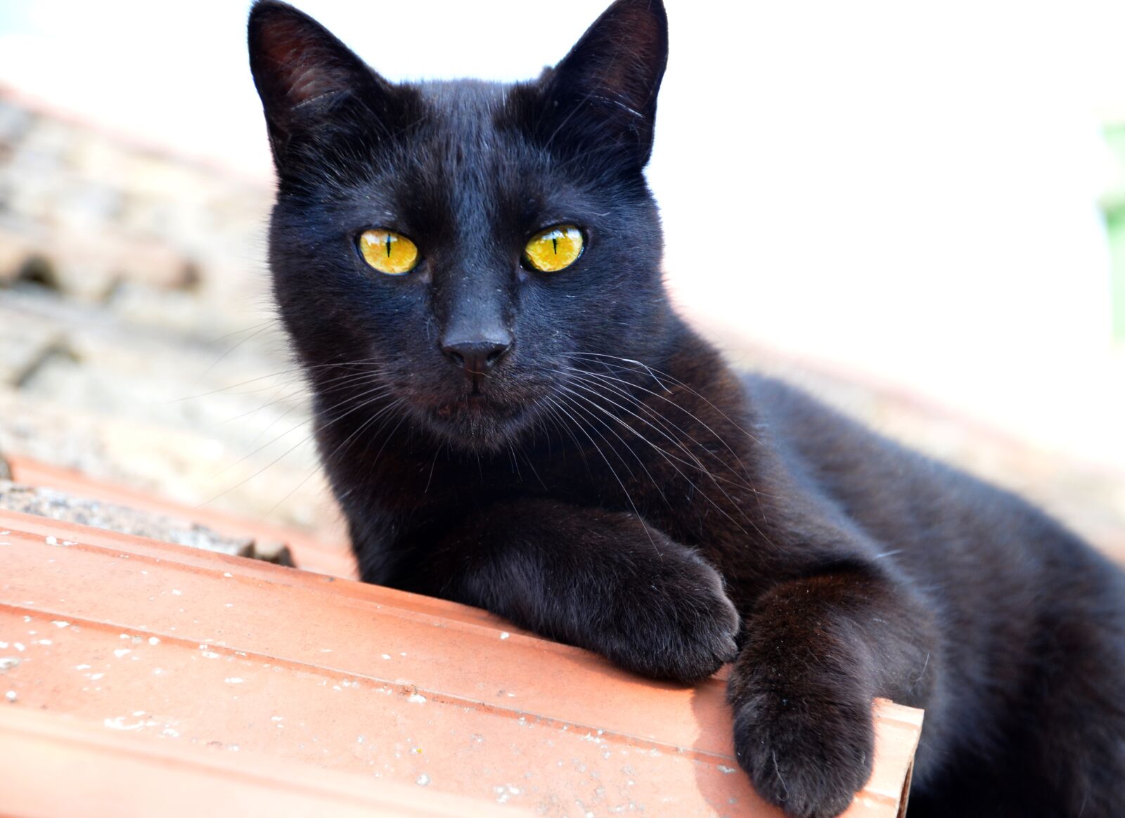 Nikon D5100 sample photo. Cat, black, kitty photography