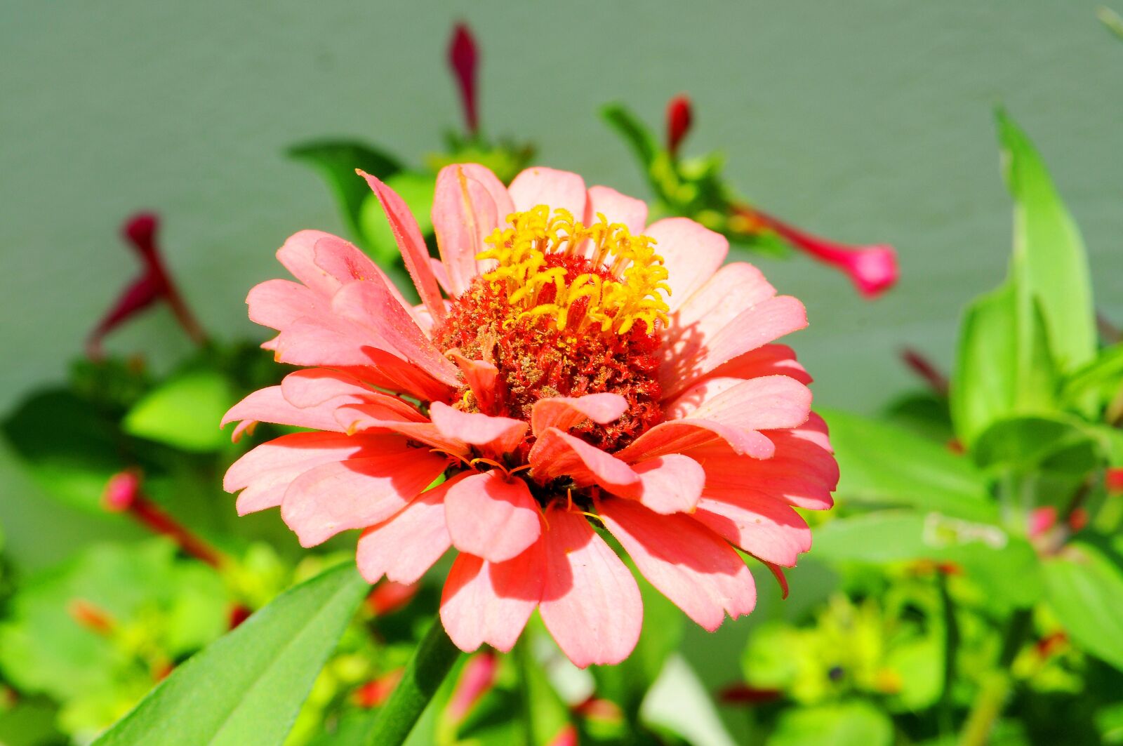 Nikon D5000 sample photo. Zinnia, flower, nature photography
