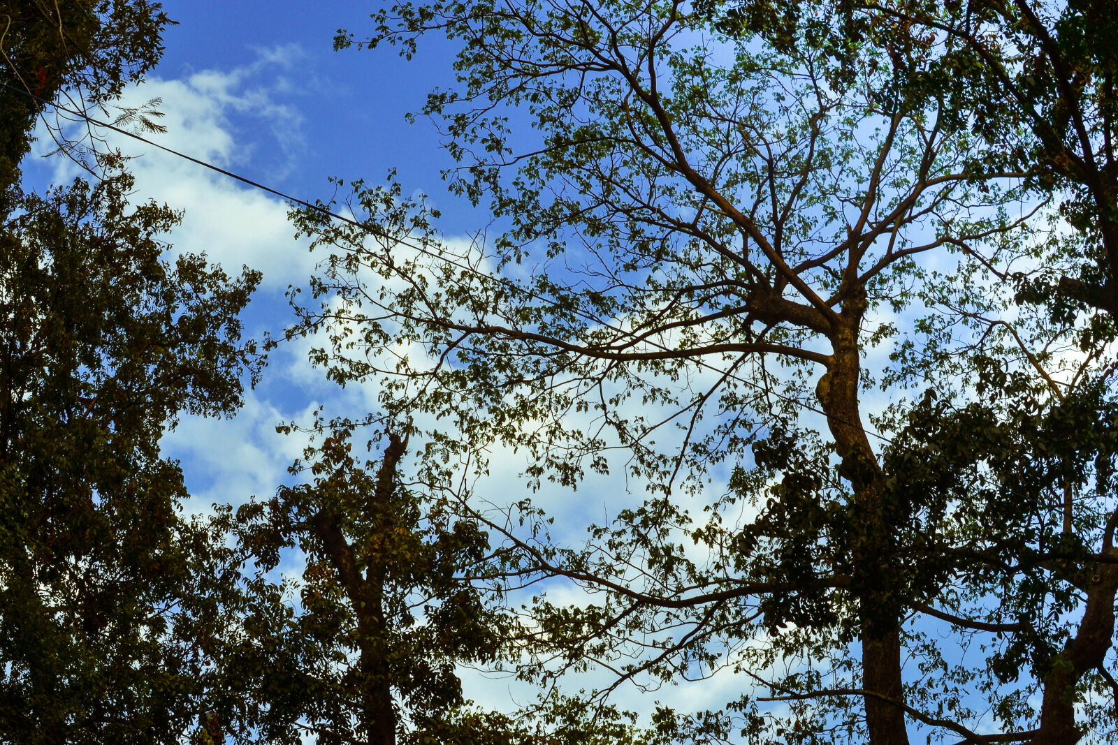 Nikon D3100 + Nikon AF-S DX Nikkor 35mm F1.8G sample photo. Dried, leaf, sky, tree photography