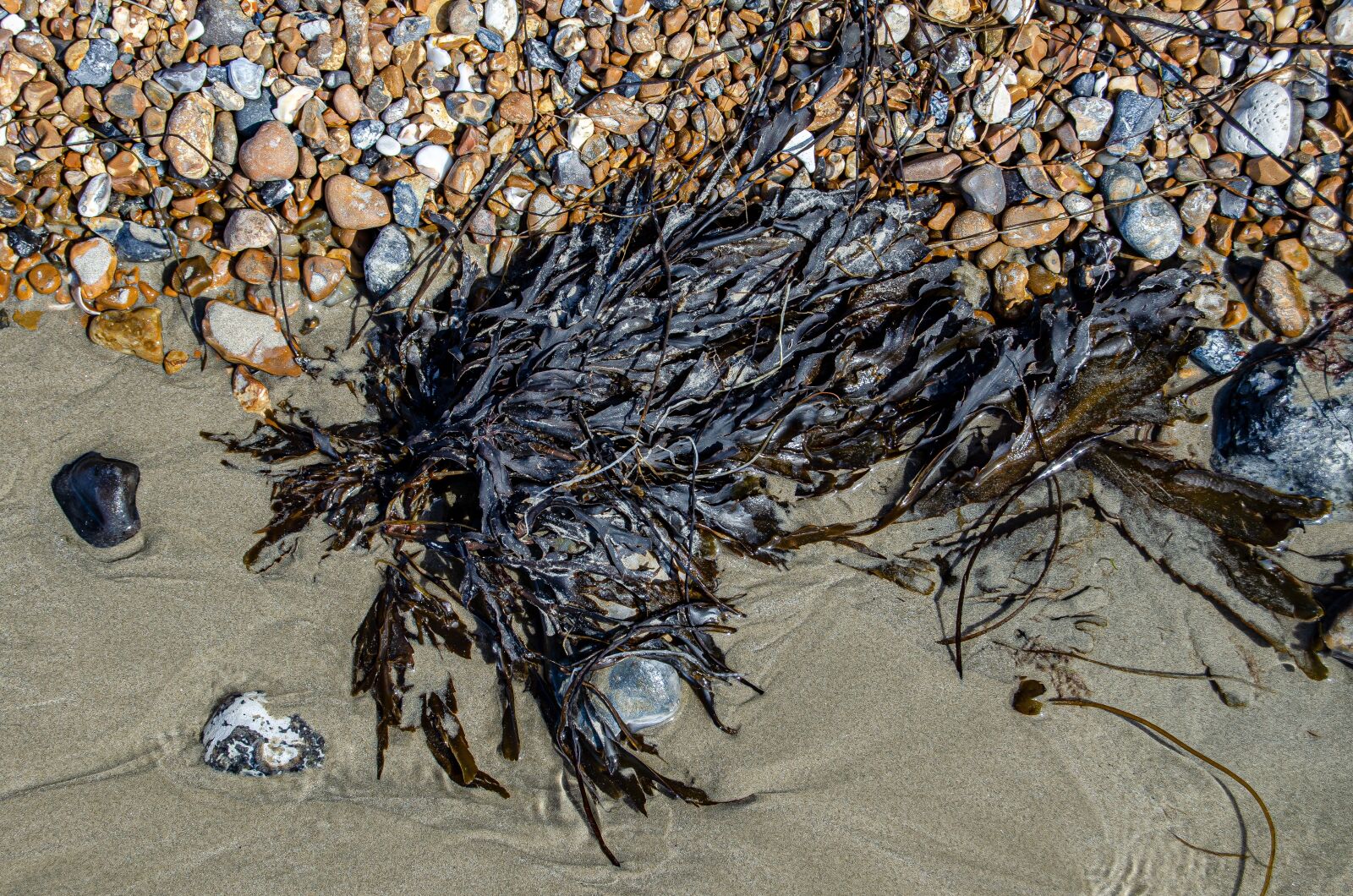 Nikon D5100 sample photo. Sea grass, structure, nature photography