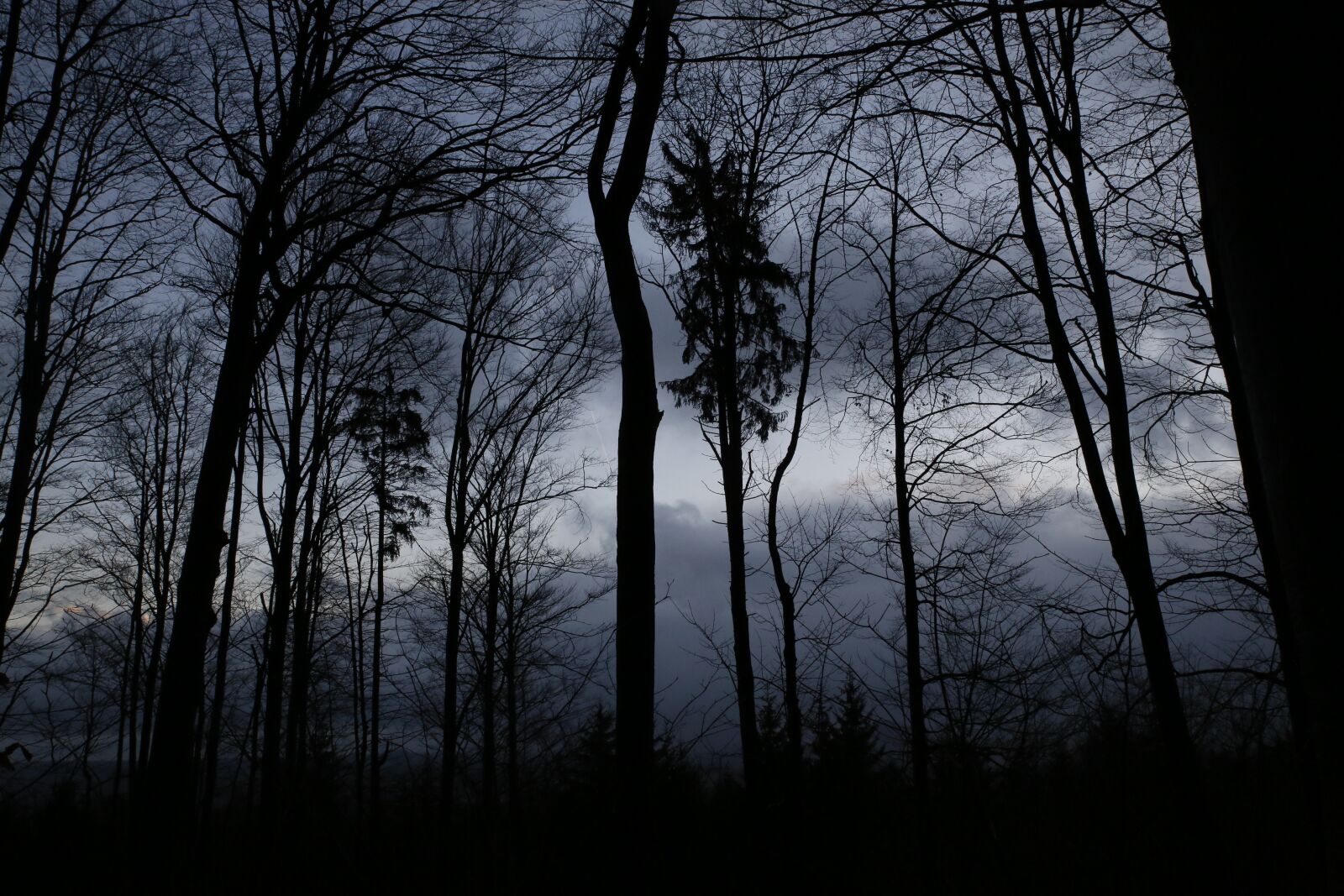 Canon EOS 5D Mark III sample photo. Dark, forrest, mysterious photography