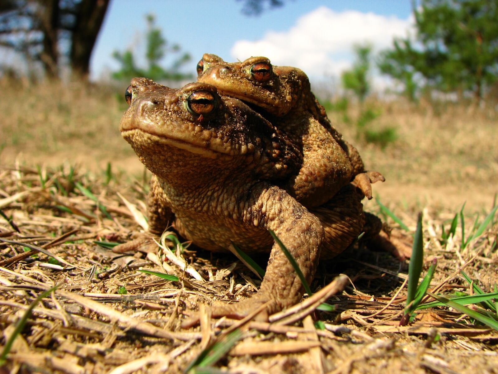 Canon POWERSHOT S5 IS sample photo. Nature, animal world, animal photography