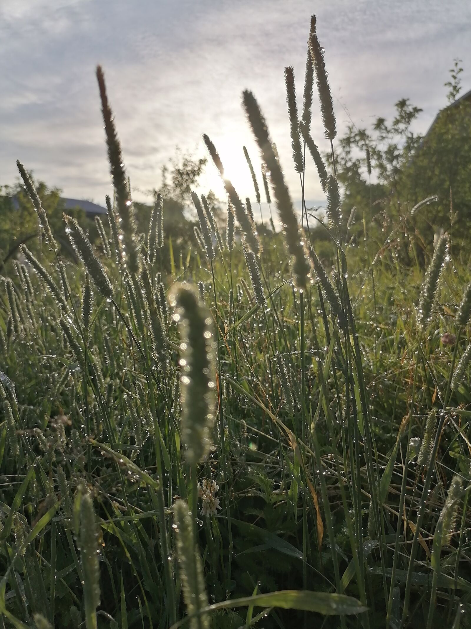 HUAWEI STK-LX1 sample photo. Village, forest, nature photography