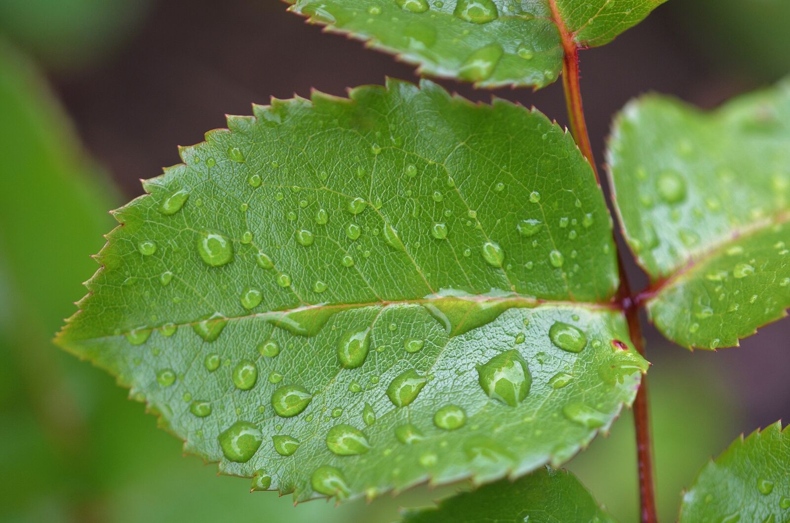 Nikon D7000 sample photo. Natur, leaf, natural photography