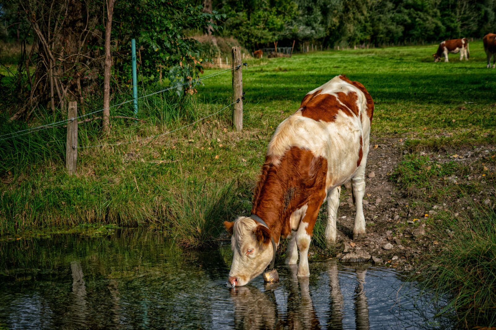 Sony a7R II + Sony FE 24-240mm F3.5-6.3 OSS sample photo. Cow, nature, water photography