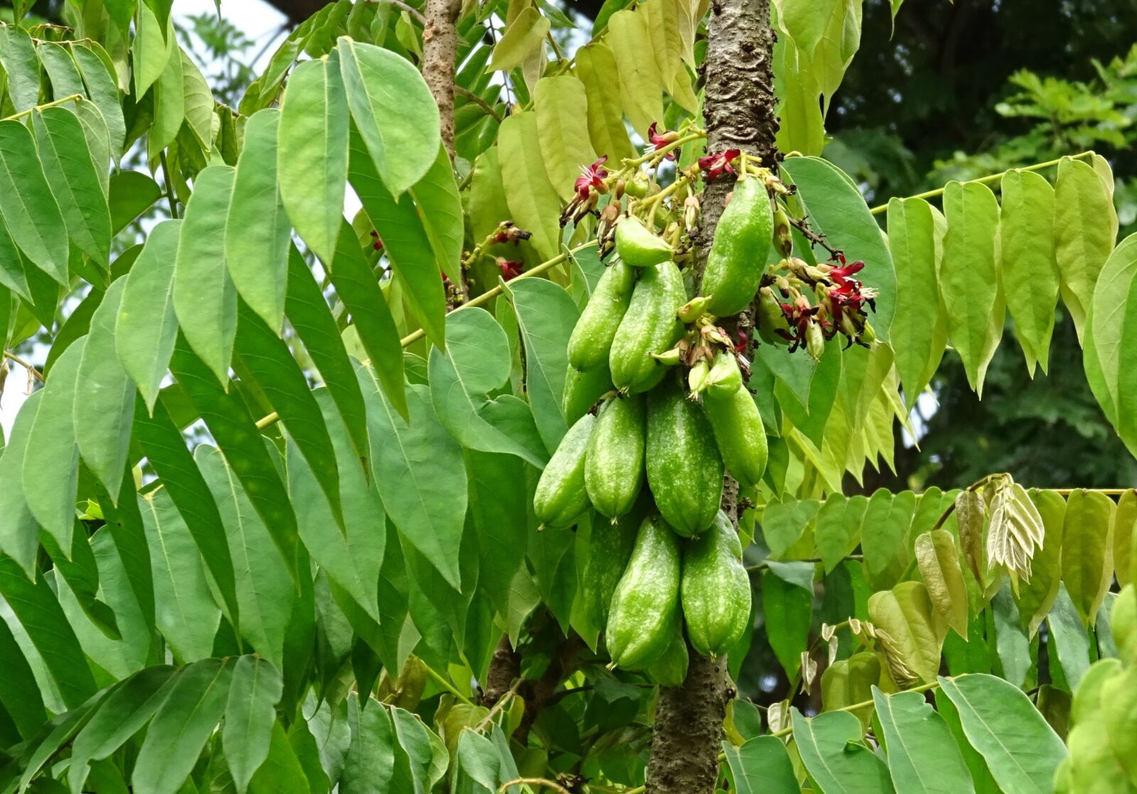 Sony DSC-HX60V sample photo. Bilimbi, fruit, flower photography
