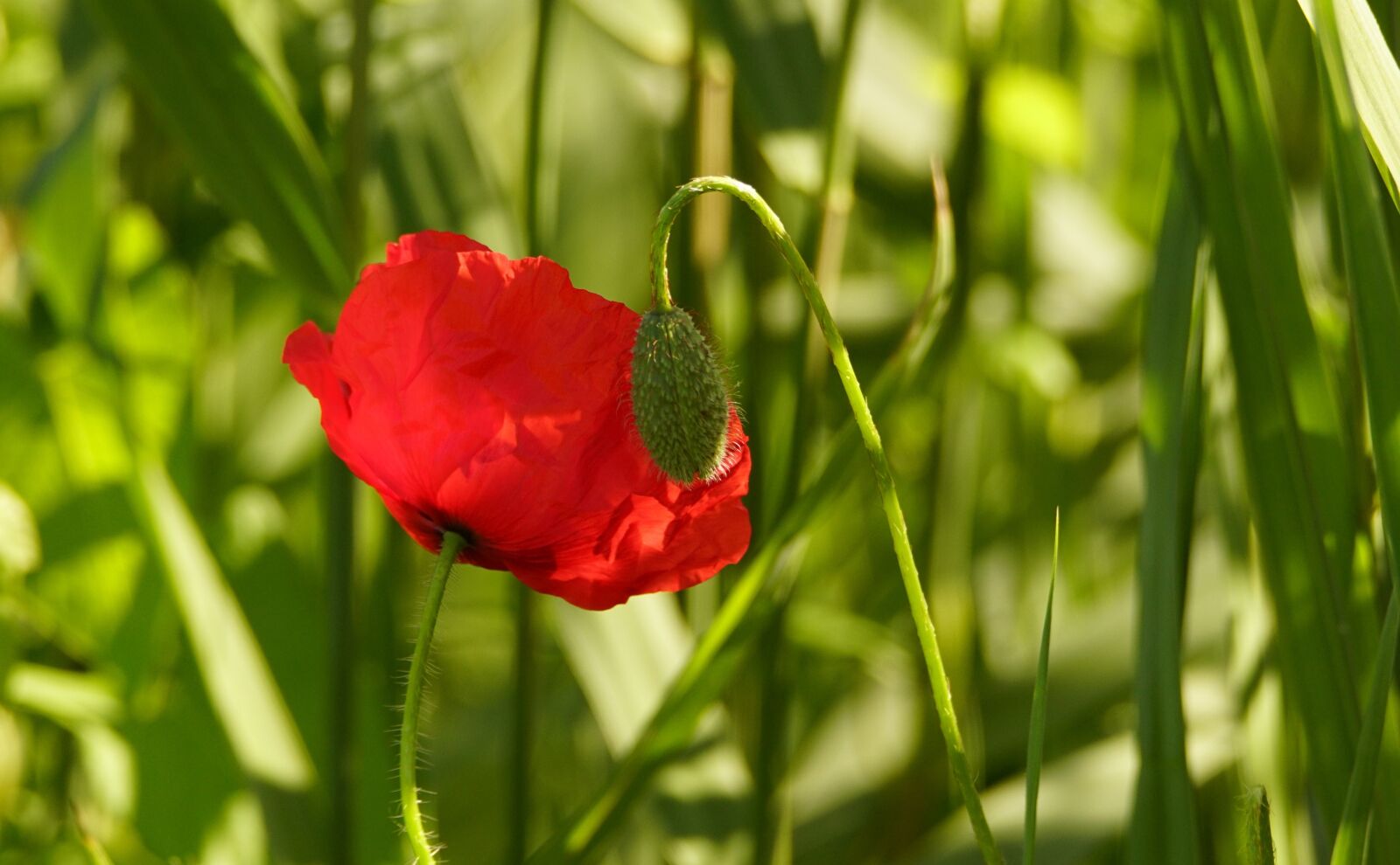 Sony SLT-A68 + Tamron SP 150-600mm F5-6.3 Di VC USD sample photo. Poppy, nature, red flower photography