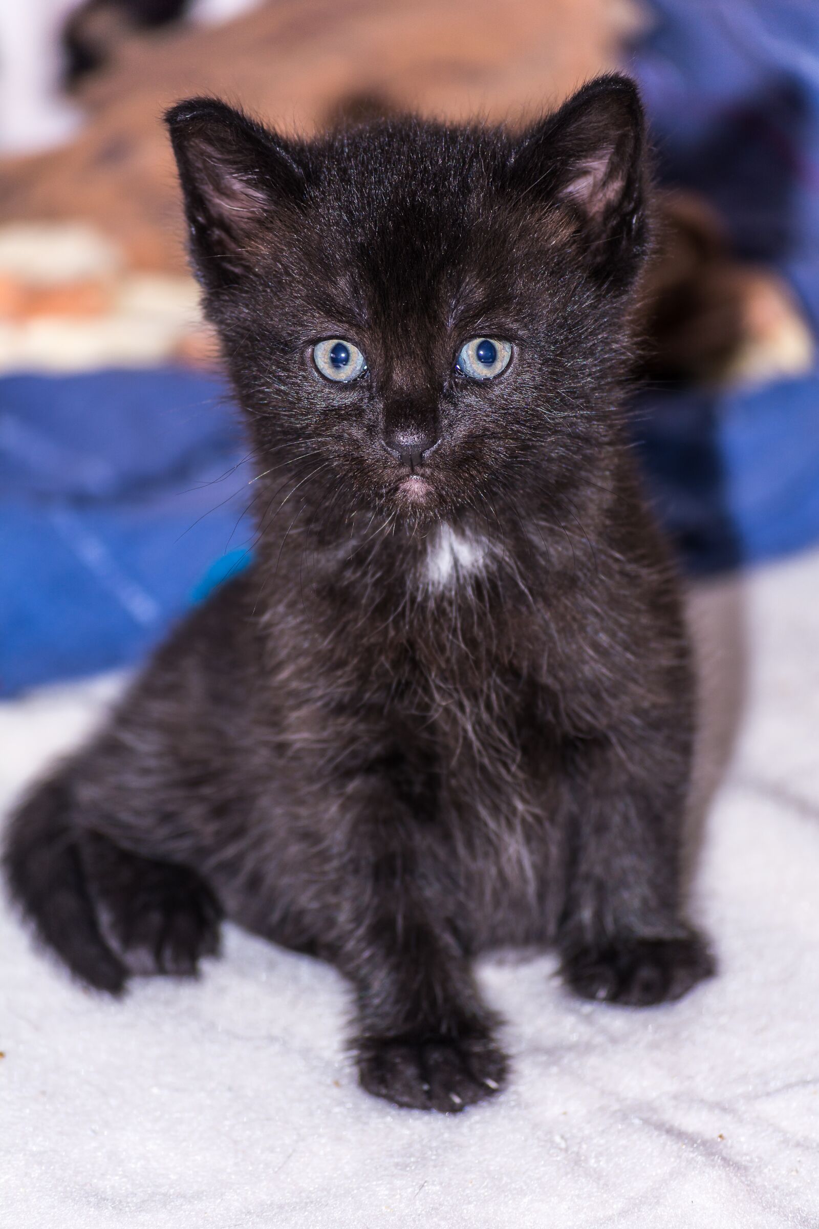 Nikon D5200 sample photo. Baby cat, cat baby photography