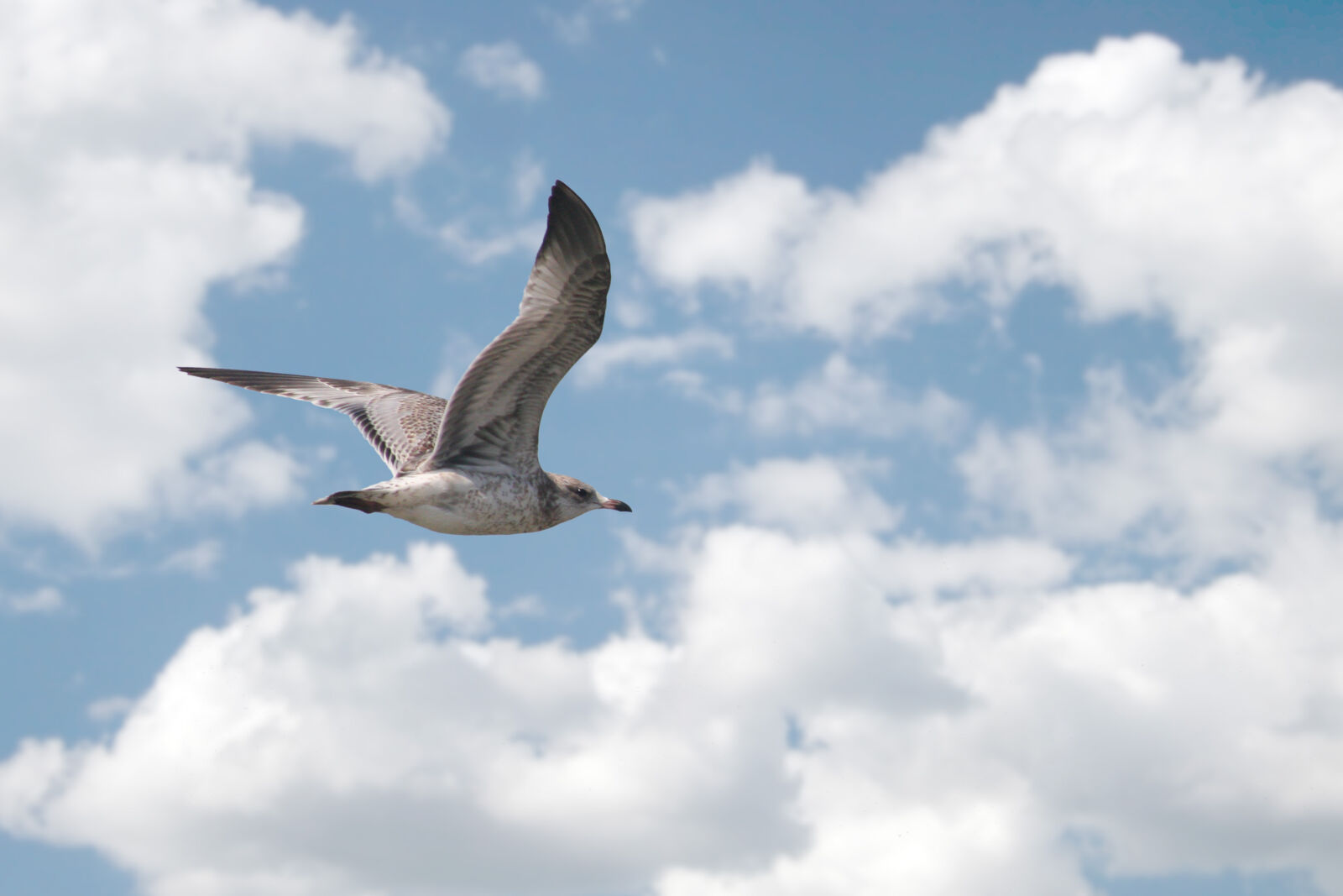 Canon EOS 20D sample photo. Seagull photography