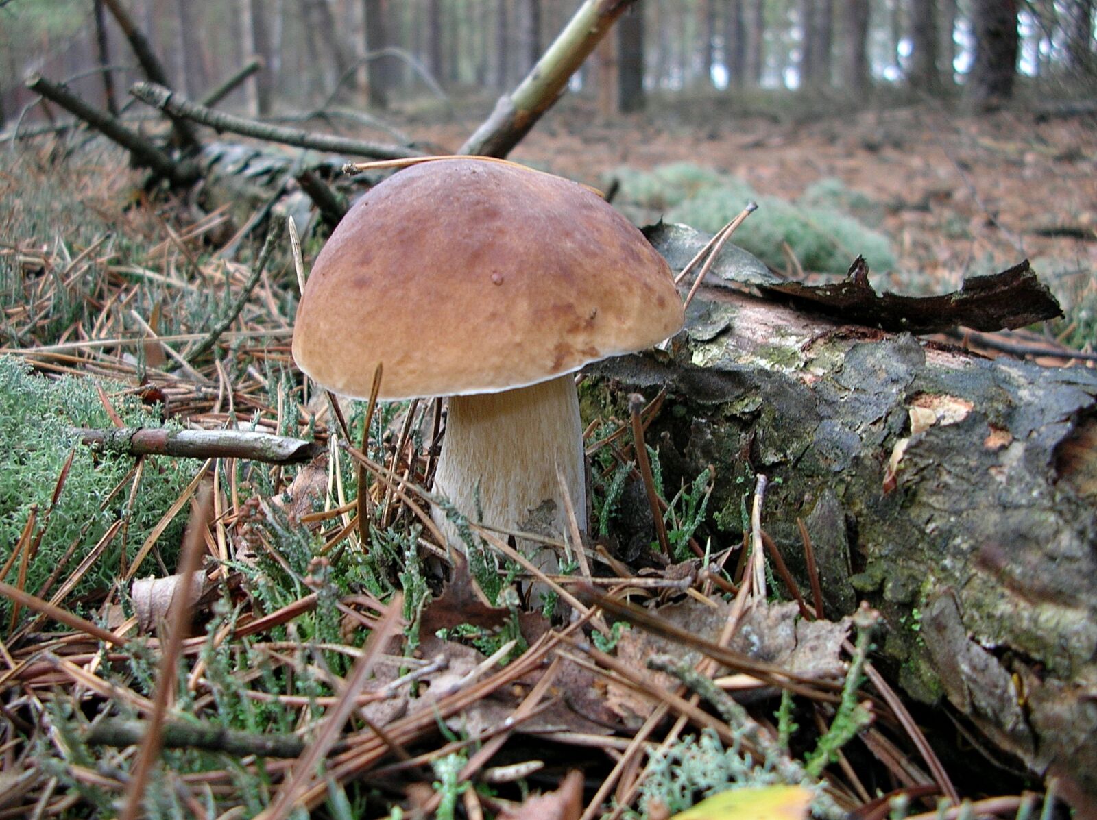 Nikon E4100 sample photo. Mushrooms, mushroom, forest photography