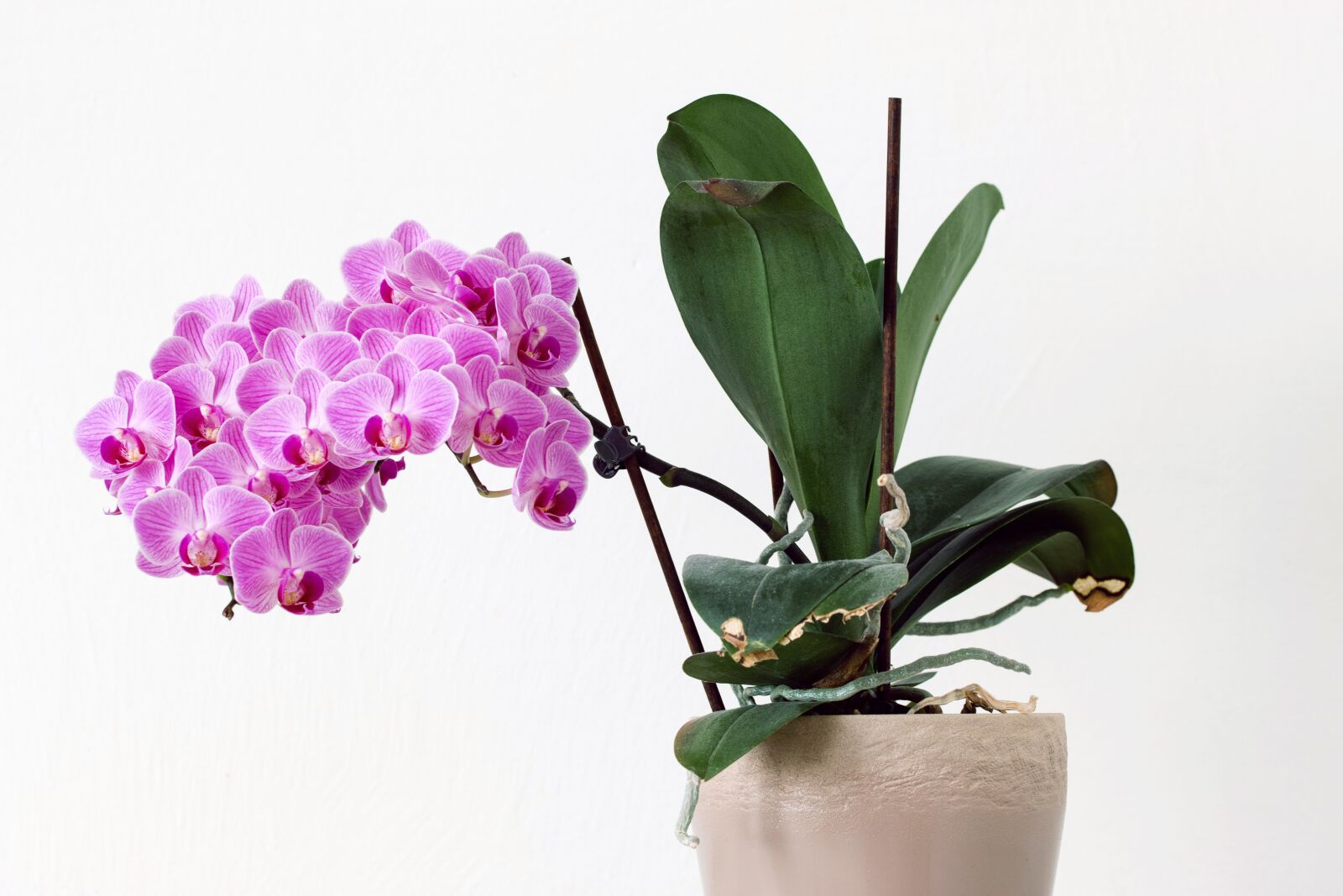 Canon EOS 70D sample photo. Flower, pink, orchid photography