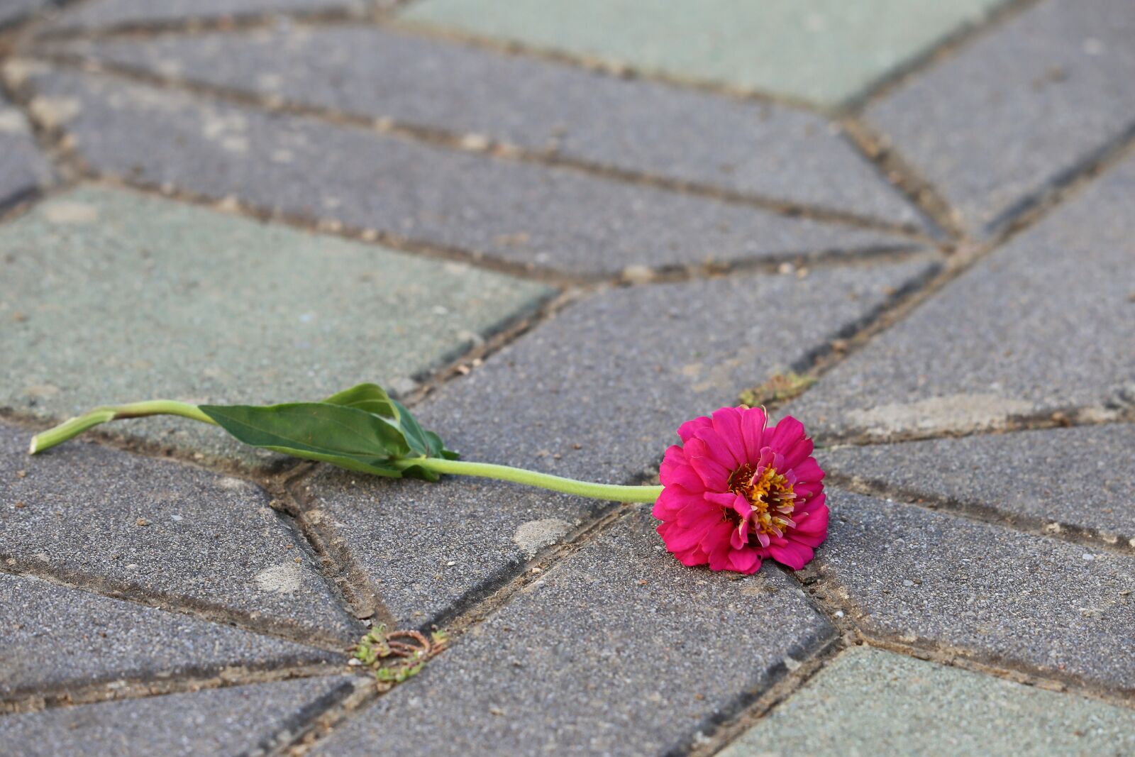 Canon EF 70-300 F4-5.6 IS II USM sample photo. Zinnia on the floor photography