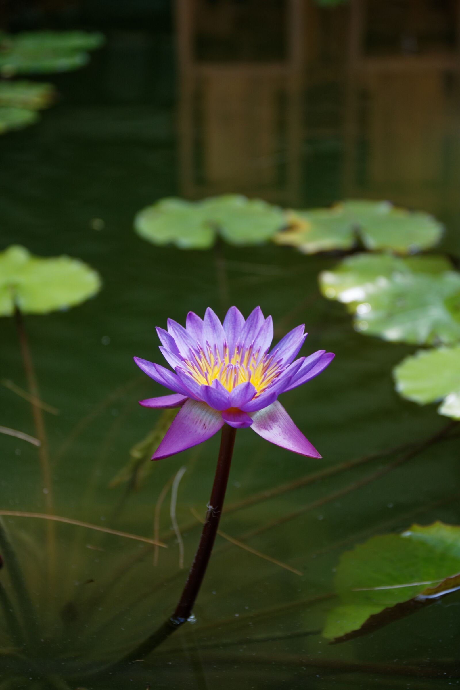 Canon EOS 750D (EOS Rebel T6i / EOS Kiss X8i) sample photo. Purple, lotus, flower photography