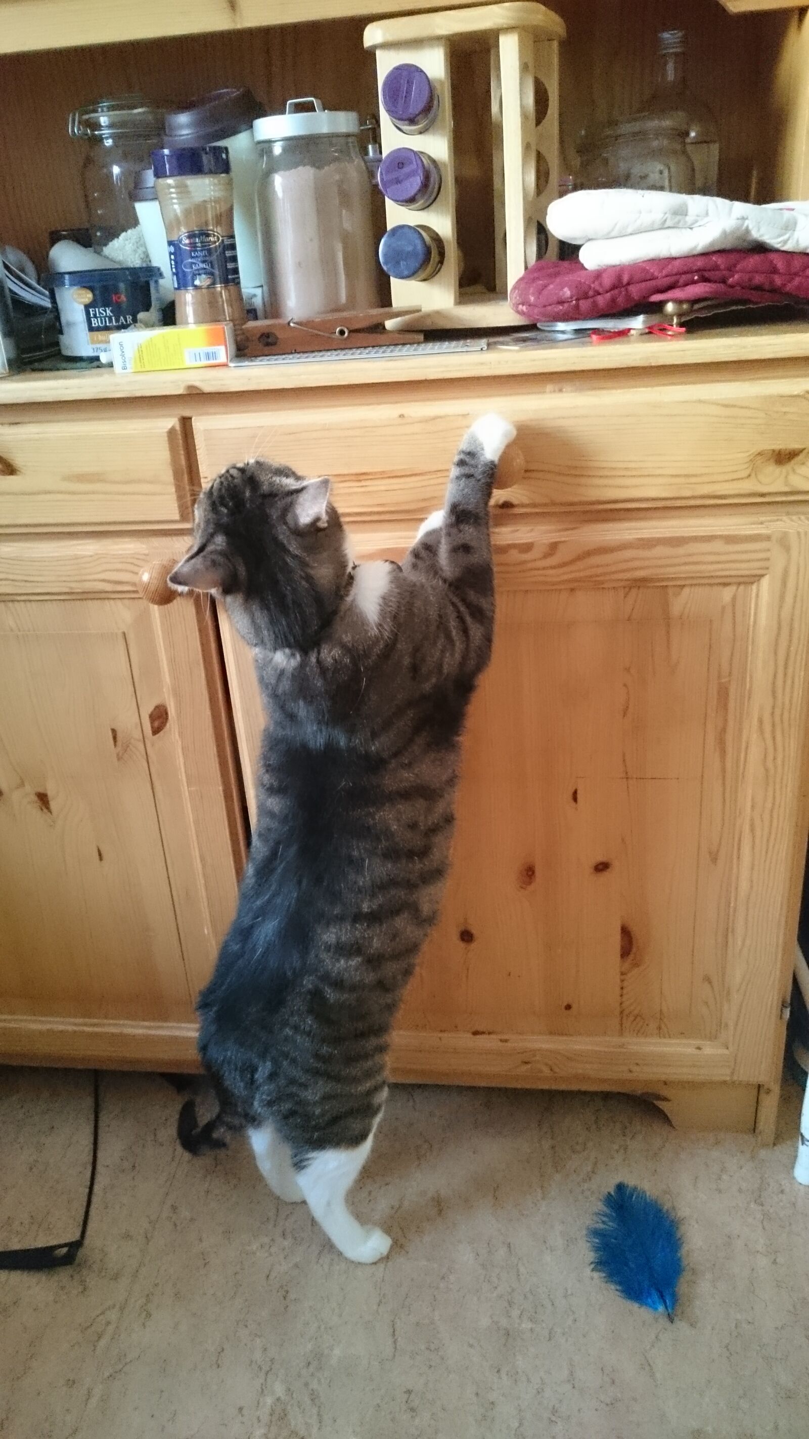 Sony Xperia Z3 sample photo. Cat, drawer, kitchen, mischievous photography