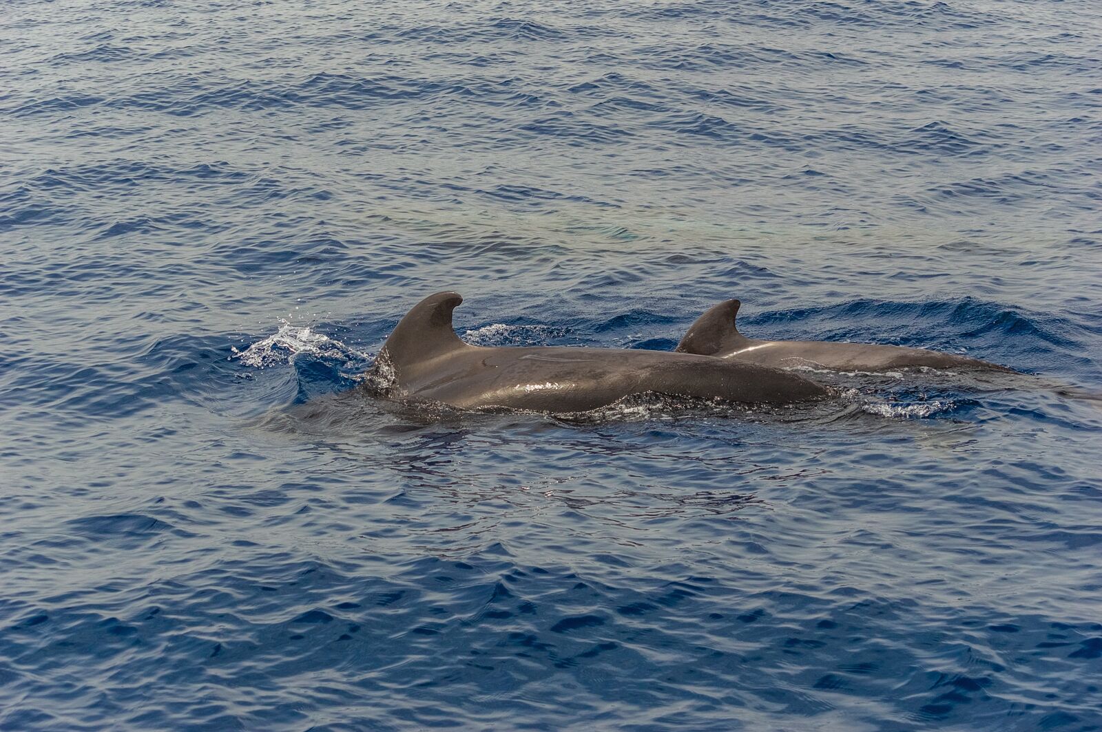 Nikon D3200 sample photo. Ocean, sea, fish photography