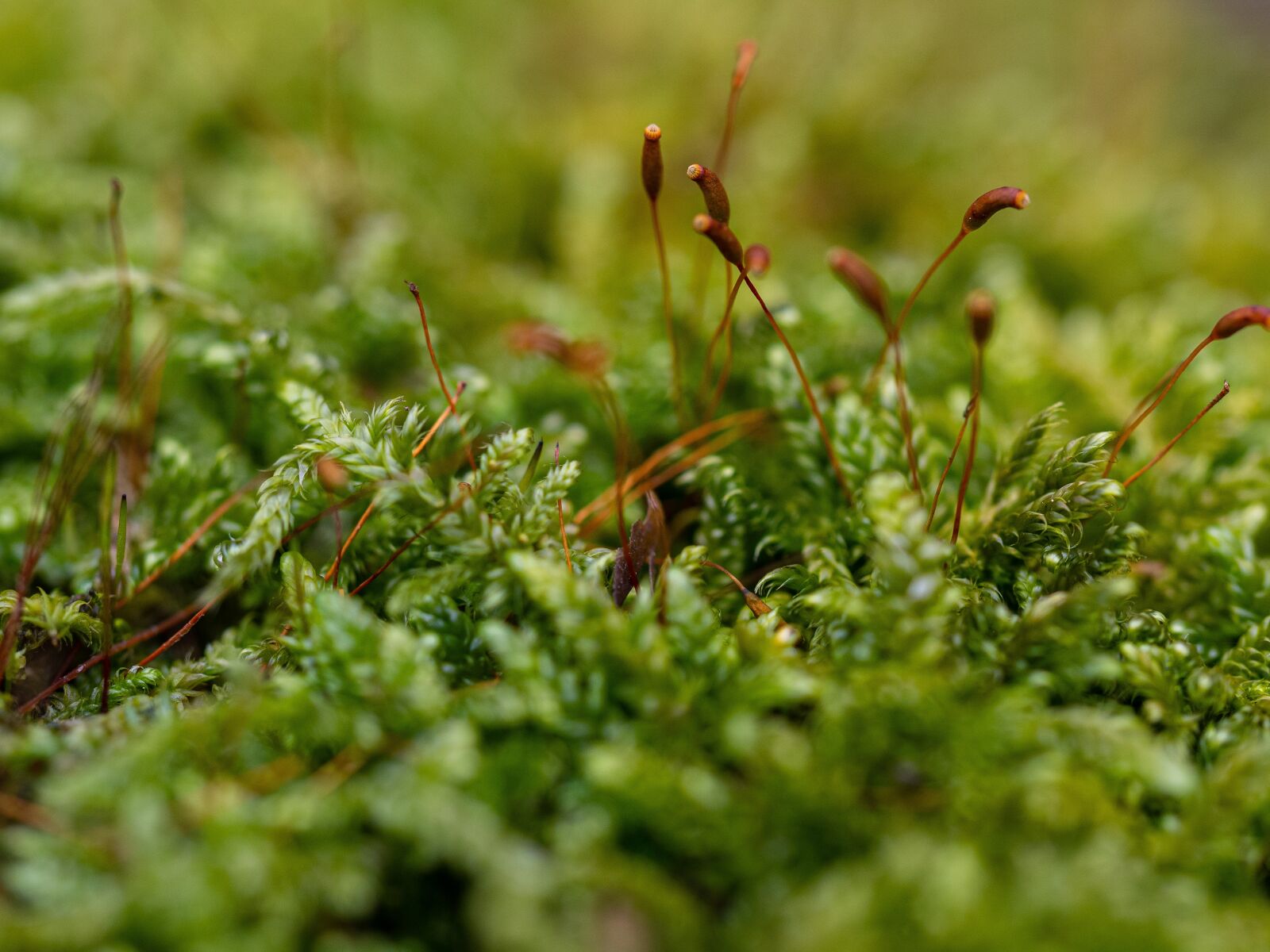 Olympus OM-D E-M10 III sample photo. Moss, flower, nature photography