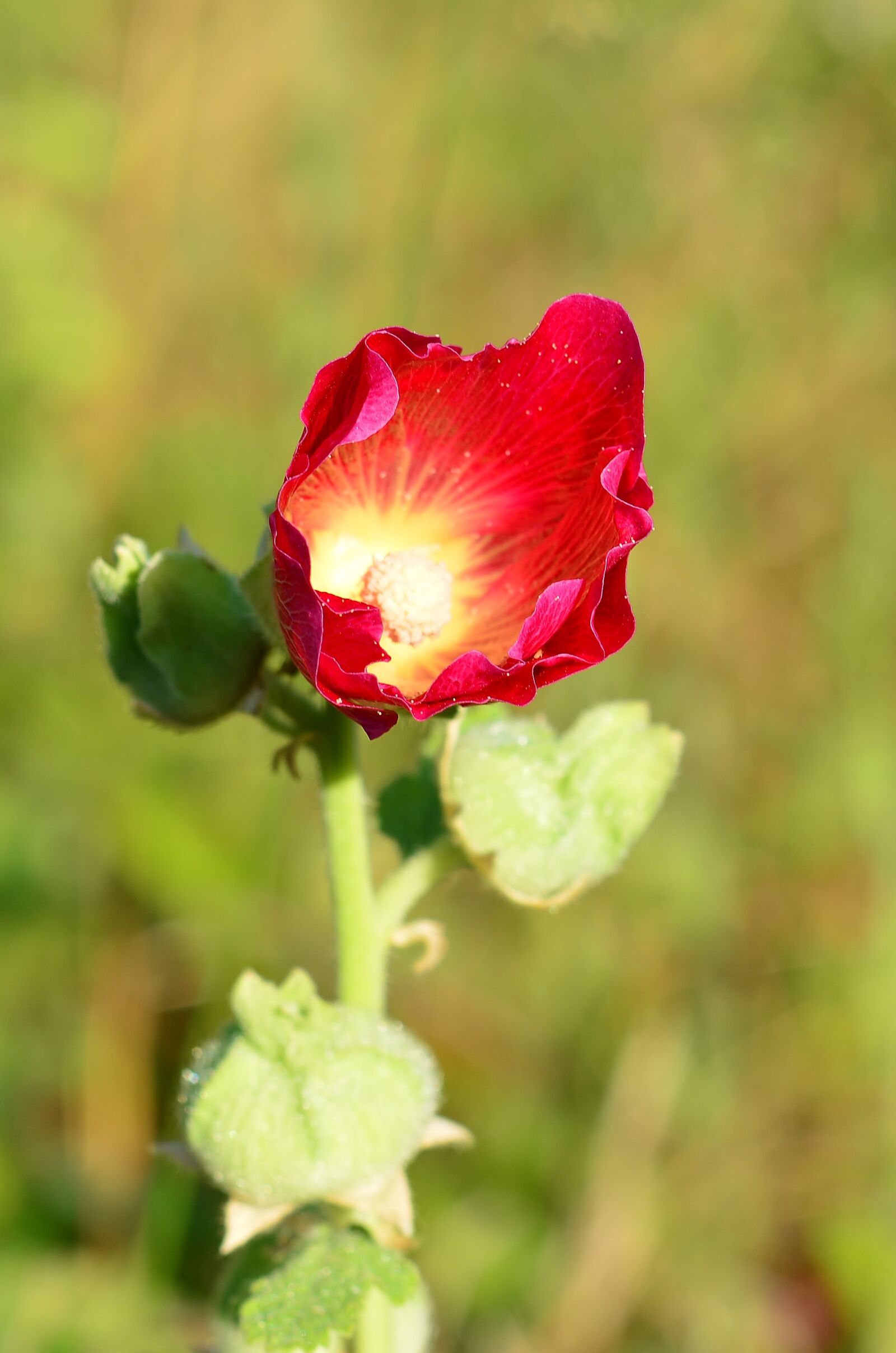 Nikon D5200 sample photo. Nature, stock rose, blossom photography
