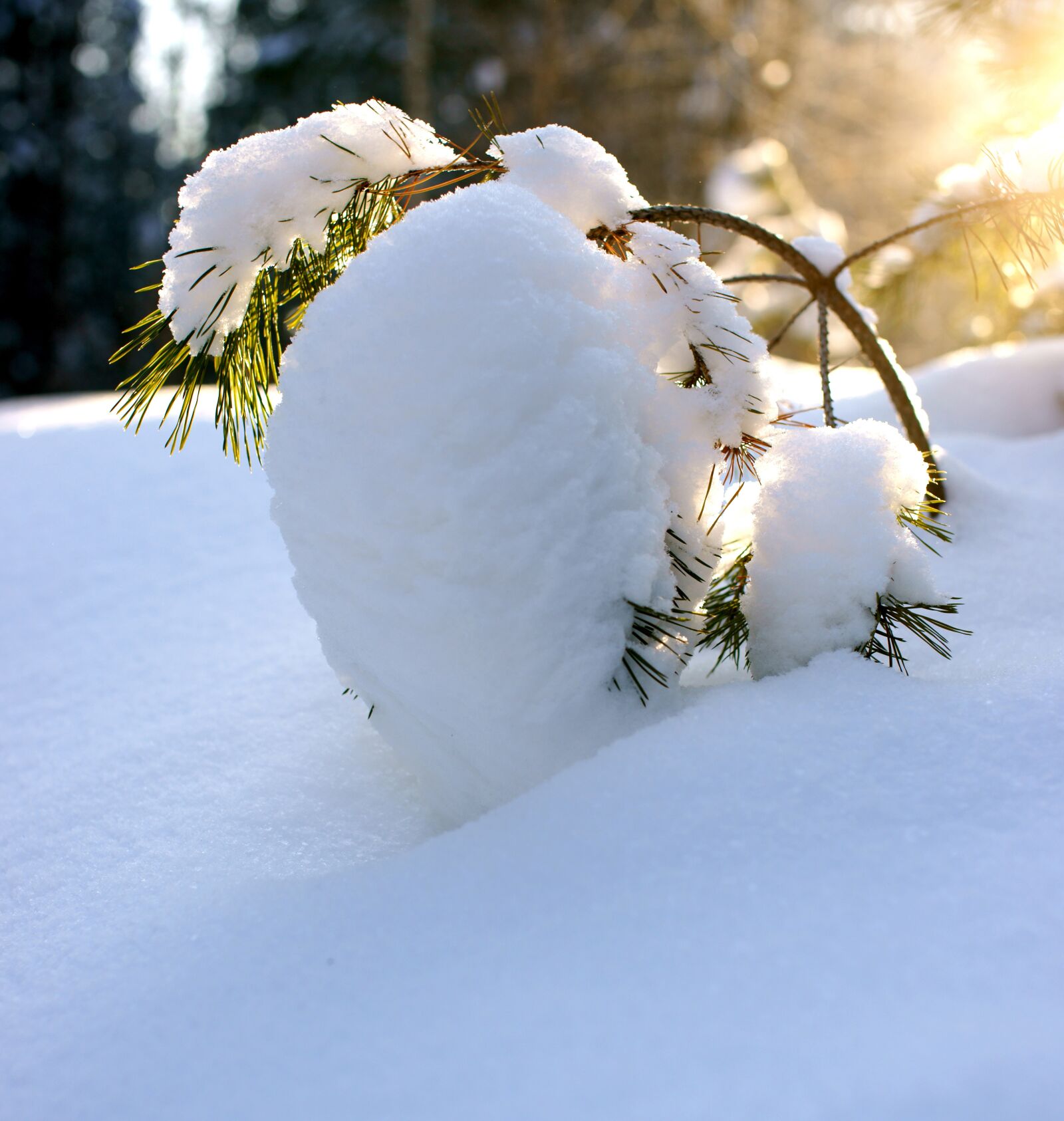 Sony Alpha DSLR-A850 sample photo. Pine, winter, snow photography