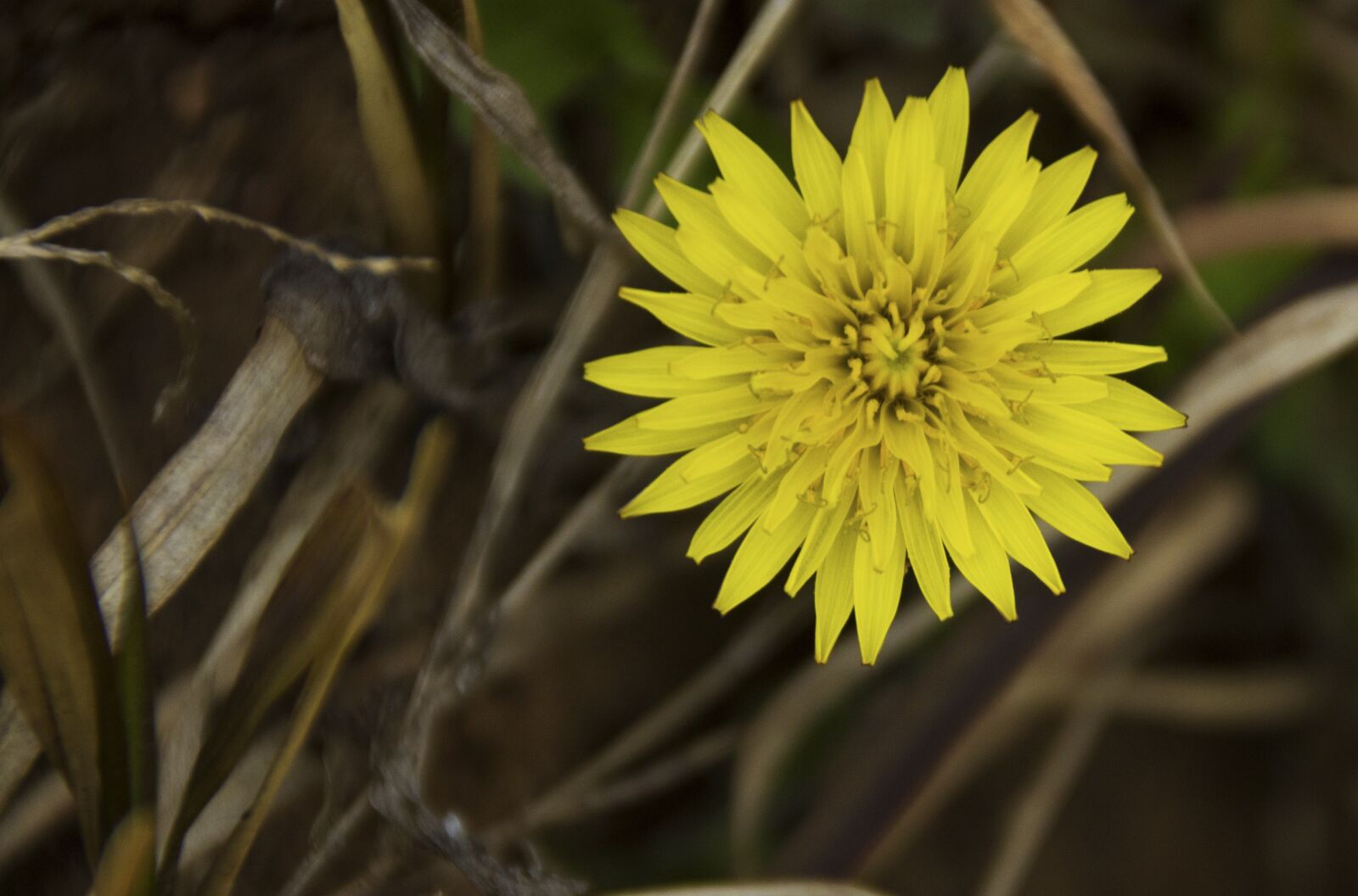 Canon EOS 700D (EOS Rebel T5i / EOS Kiss X7i) sample photo. Flower, macro, photography photography