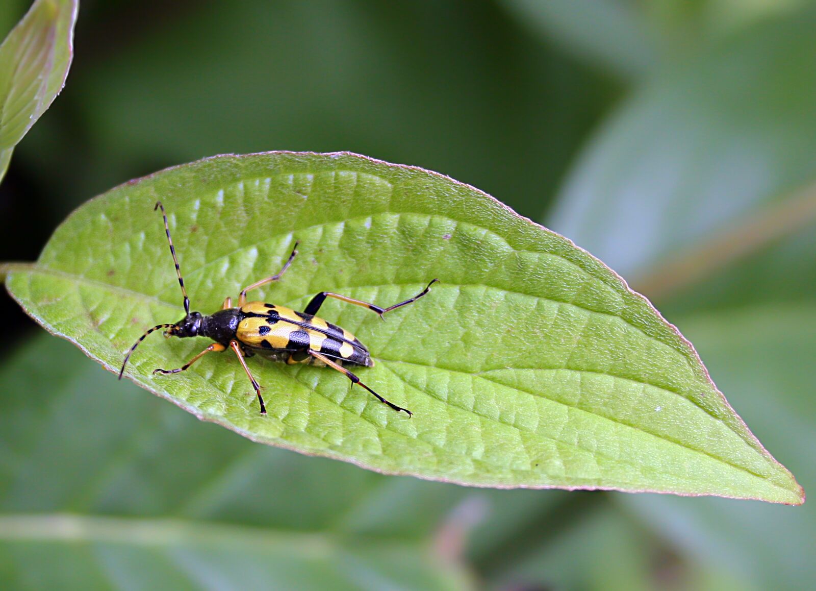 Canon EOS 350D (EOS Digital Rebel XT / EOS Kiss Digital N) sample photo. Beetle, leaf, antenna photography