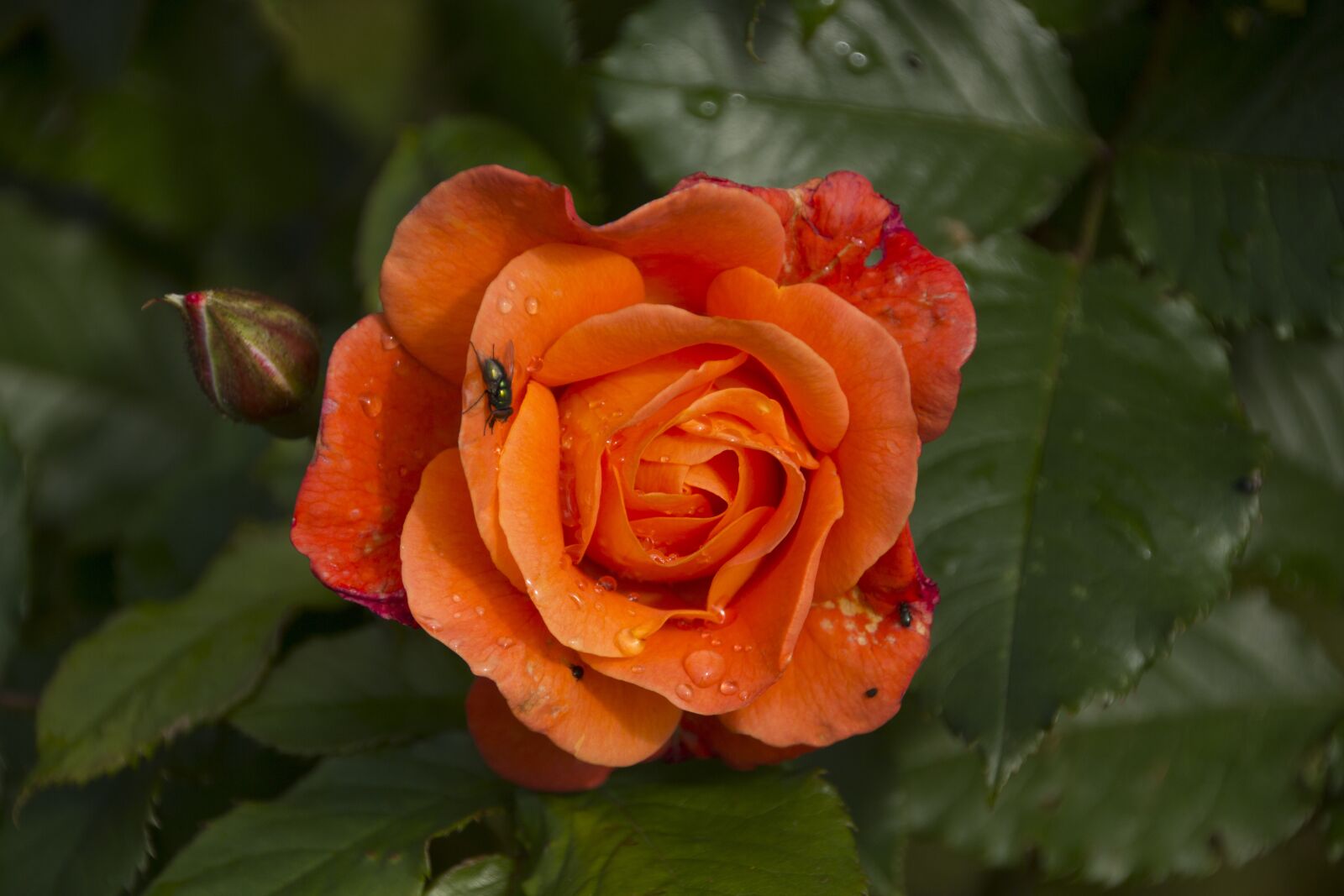 Canon EOS 60D sample photo. Rose, nature, rose bloom photography