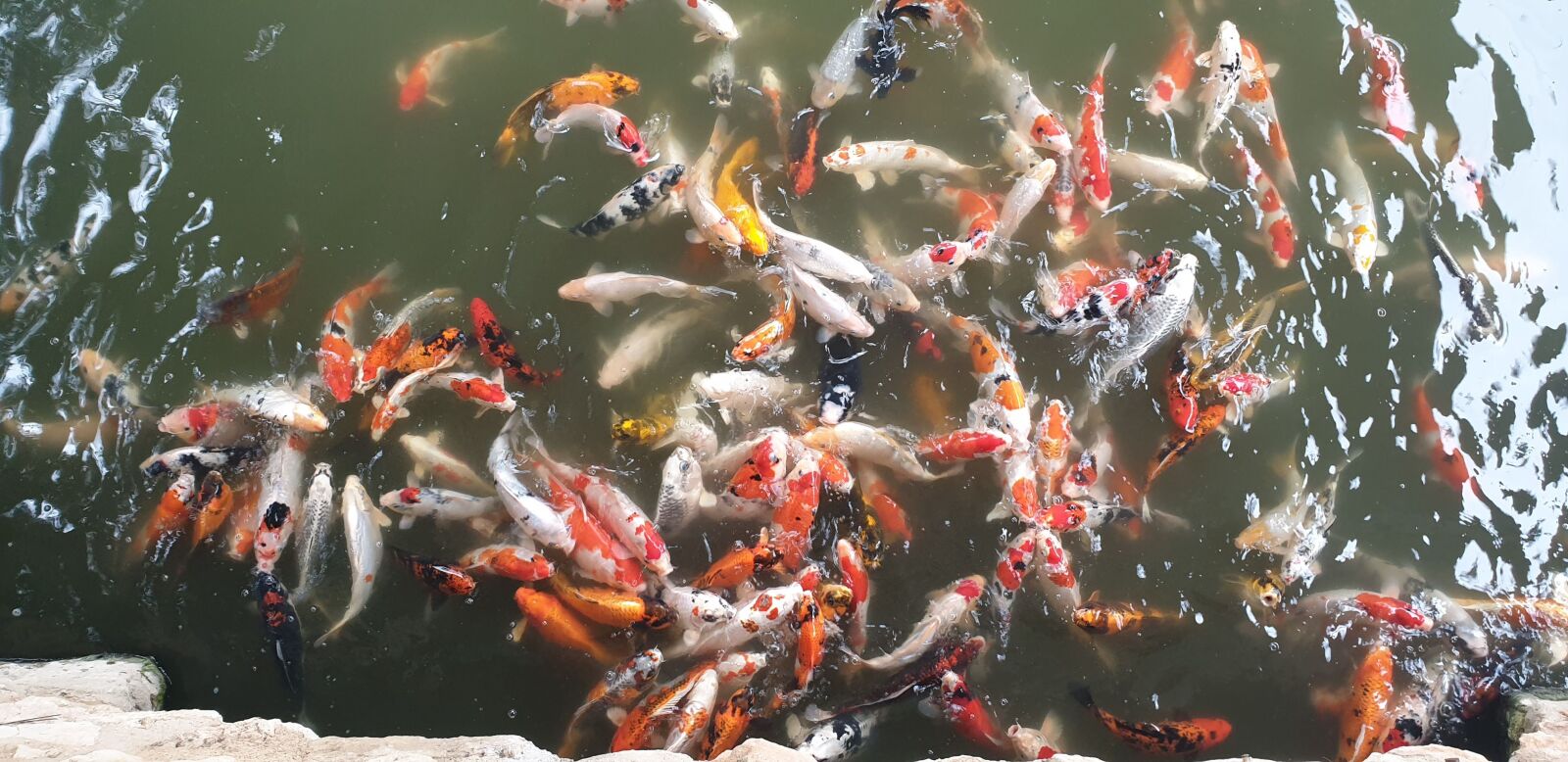 Samsung Galaxy Note9 sample photo. Fish, lake, coy photography