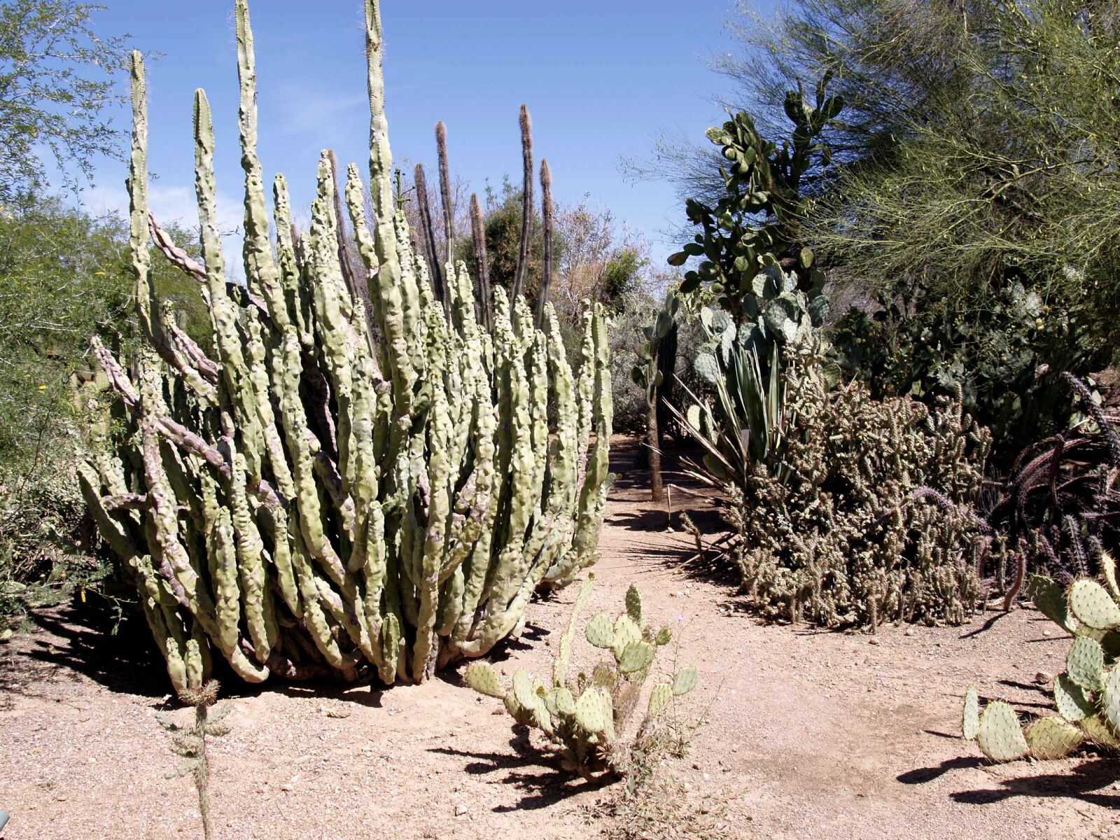 Olympus E-330 (EVOLT E-330) sample photo. Cactus, desert, plant photography